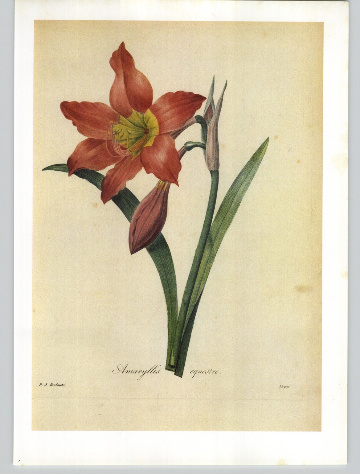 P. J. Redoute Beautiful Flower Hippeastrum Puniceum Botanical Art Book Plate 15