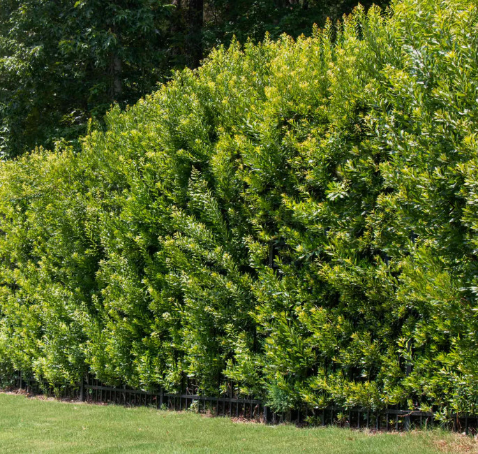 Southern Wax Myrtle (Myrica cerifera) Starter- 10-12 inches Starter Southern Wax Myrtle (Myrica cerifera) Starter- 10-12 inches Starter