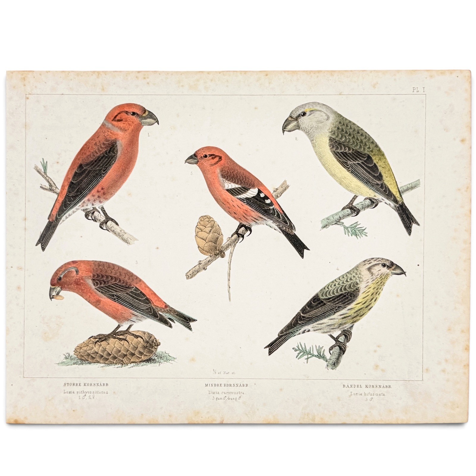 Antique Swedish Bird Print, 1856 | Åkerlund Hand-Colored Crossbill Lithograph