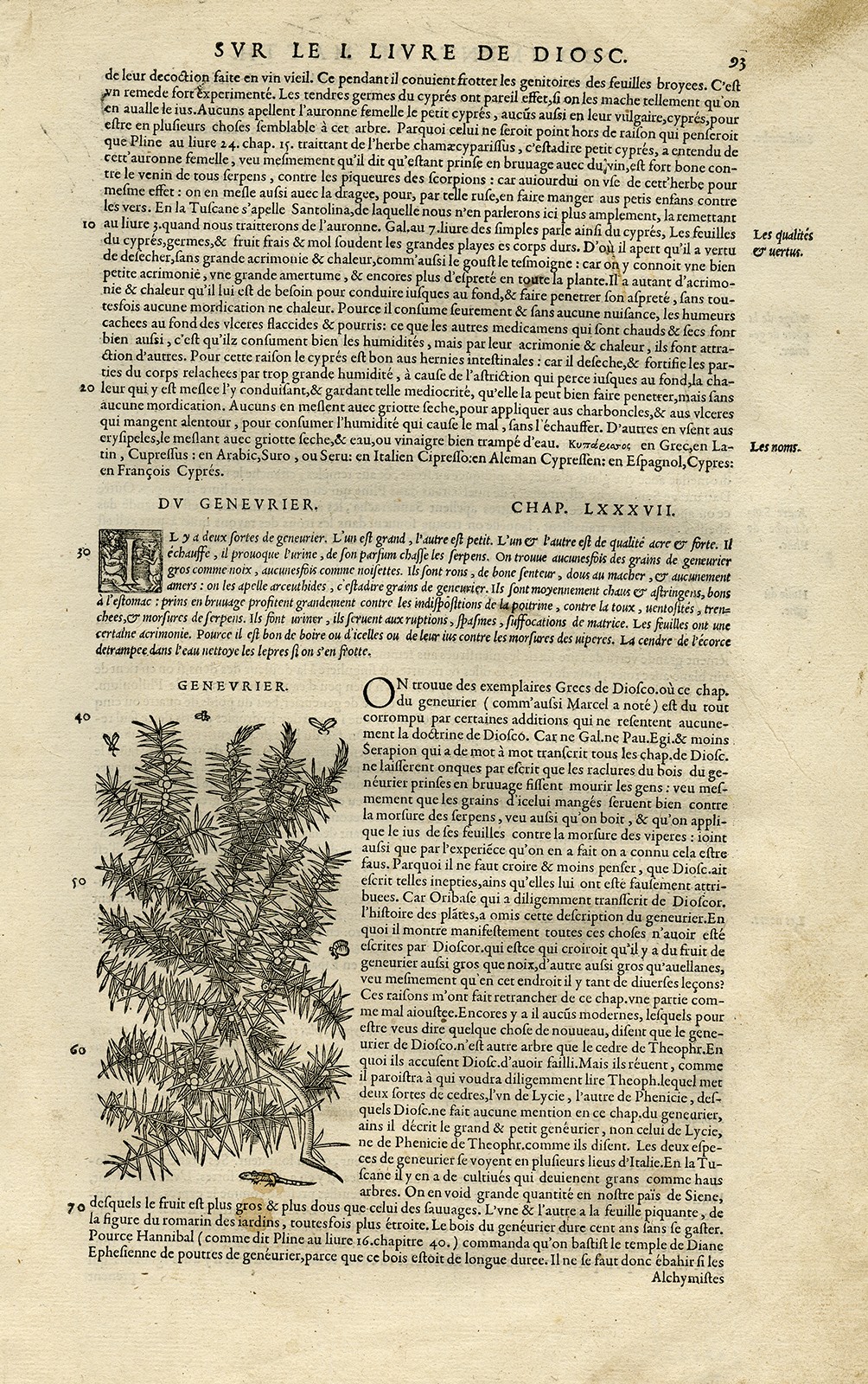 Antique Print-Botany-Juniper-Mattioli-p. 93-Anonymous-1572
