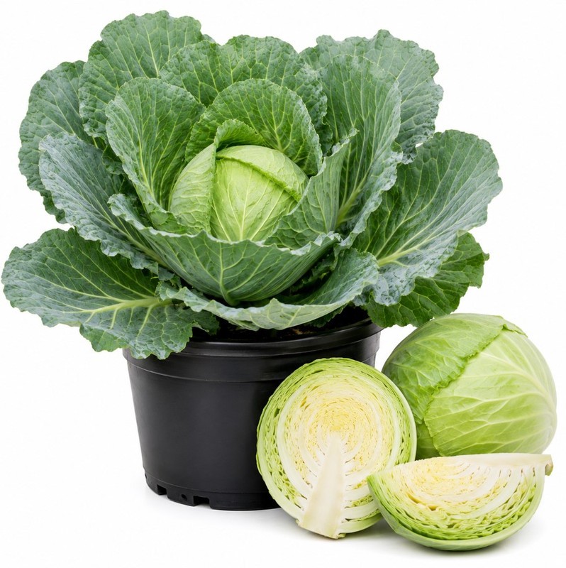 2 Cabbage Live Plants 4-7\