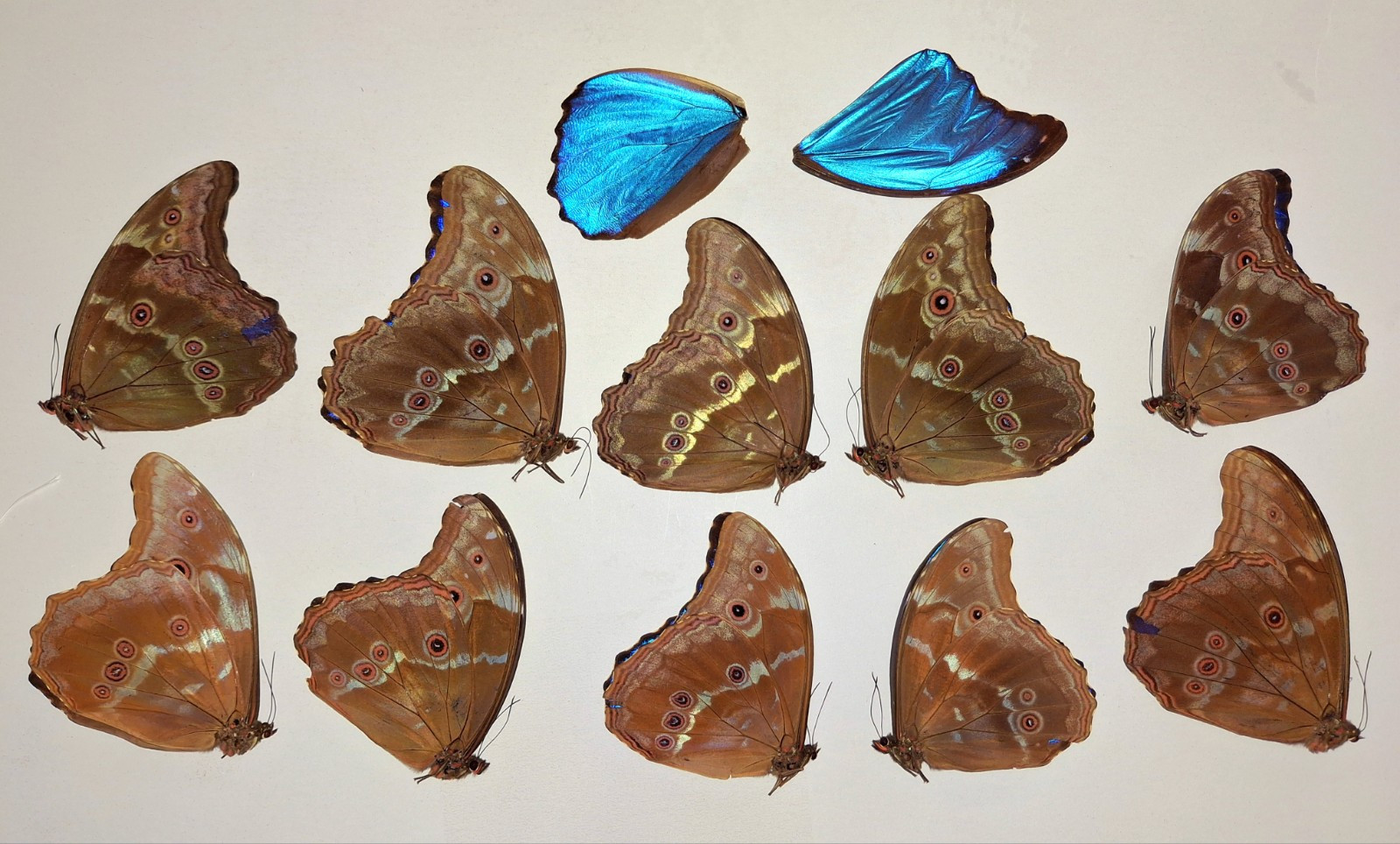 LOT OF 10 MORPHO DIDIUS A2 PLUS 2 WINGS TO REPAIR UNMOUNTED WINGS CLOSED LOT OF 10 MORPHO DIDIUS A2 PLUS 2 WINGS TO REPAIR UNMOUNTED WINGS CLOSED