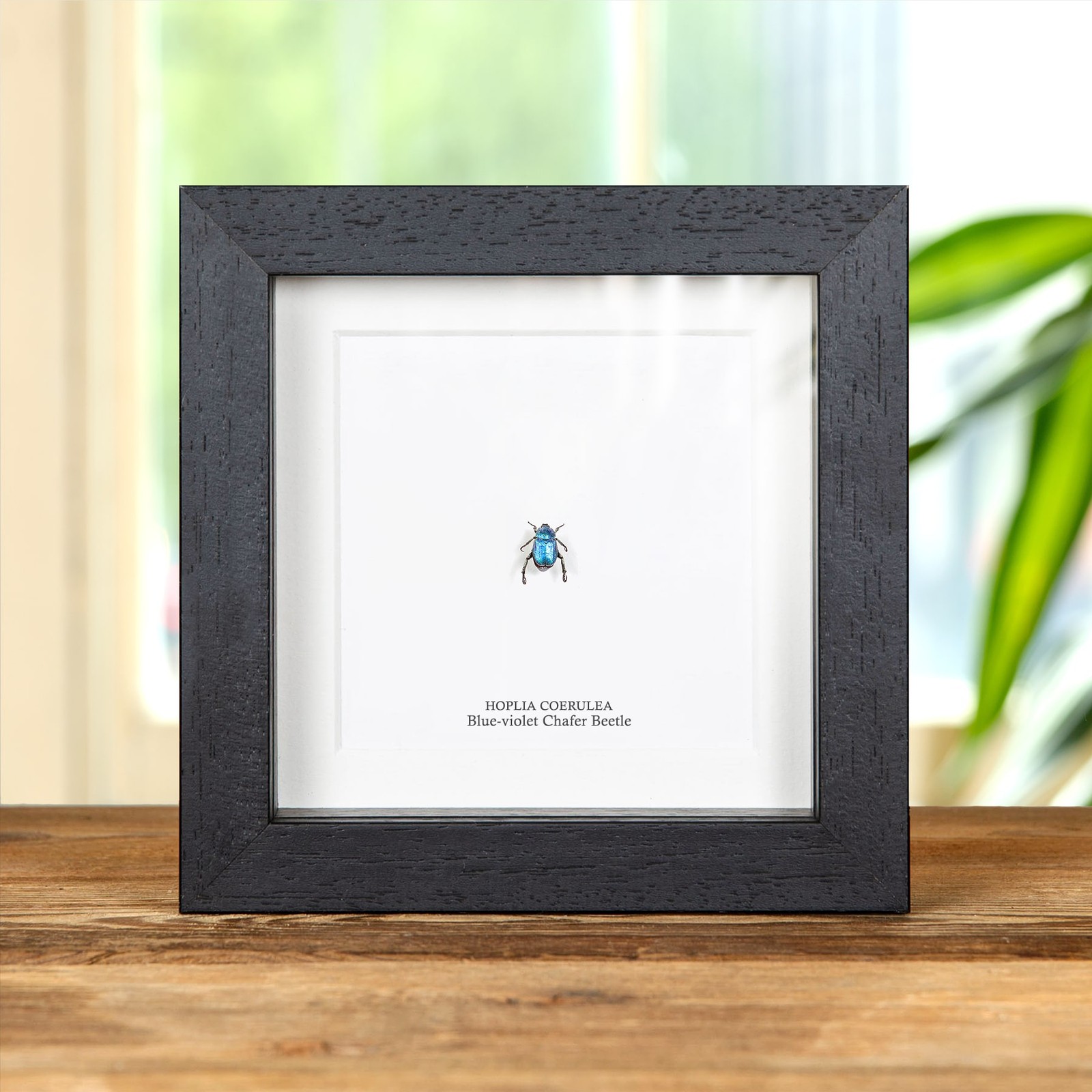 Blue-violet Chafer Beetle in Box Frame (Hoplia coerulea)