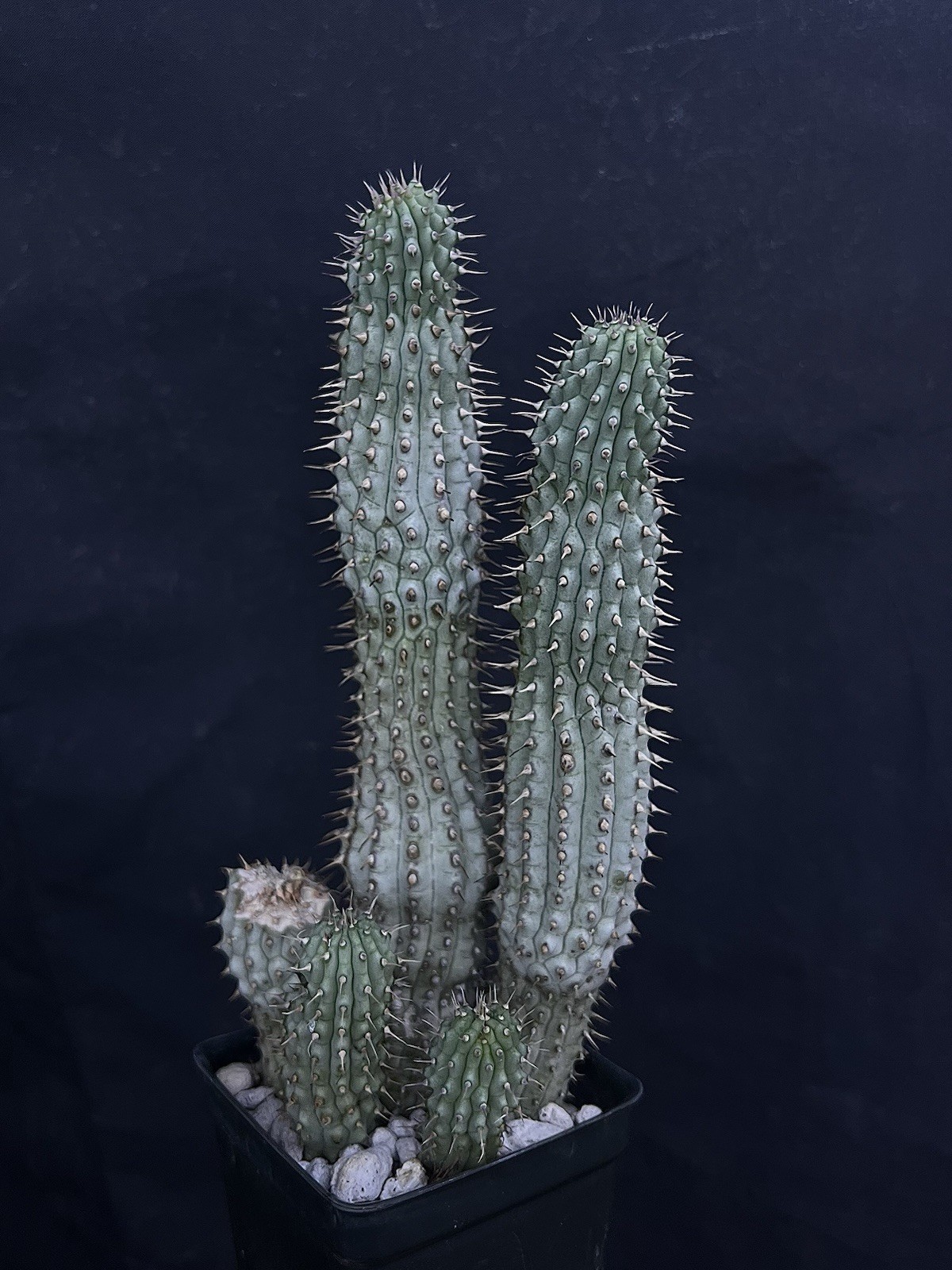 Hoodia Species MULTI HEAD not Euphorbia cactus turbinicarpus copiapoa rare Hoodia Species MULTI HEAD not Euphorbia cactus turbinicarpus copiapoa rare