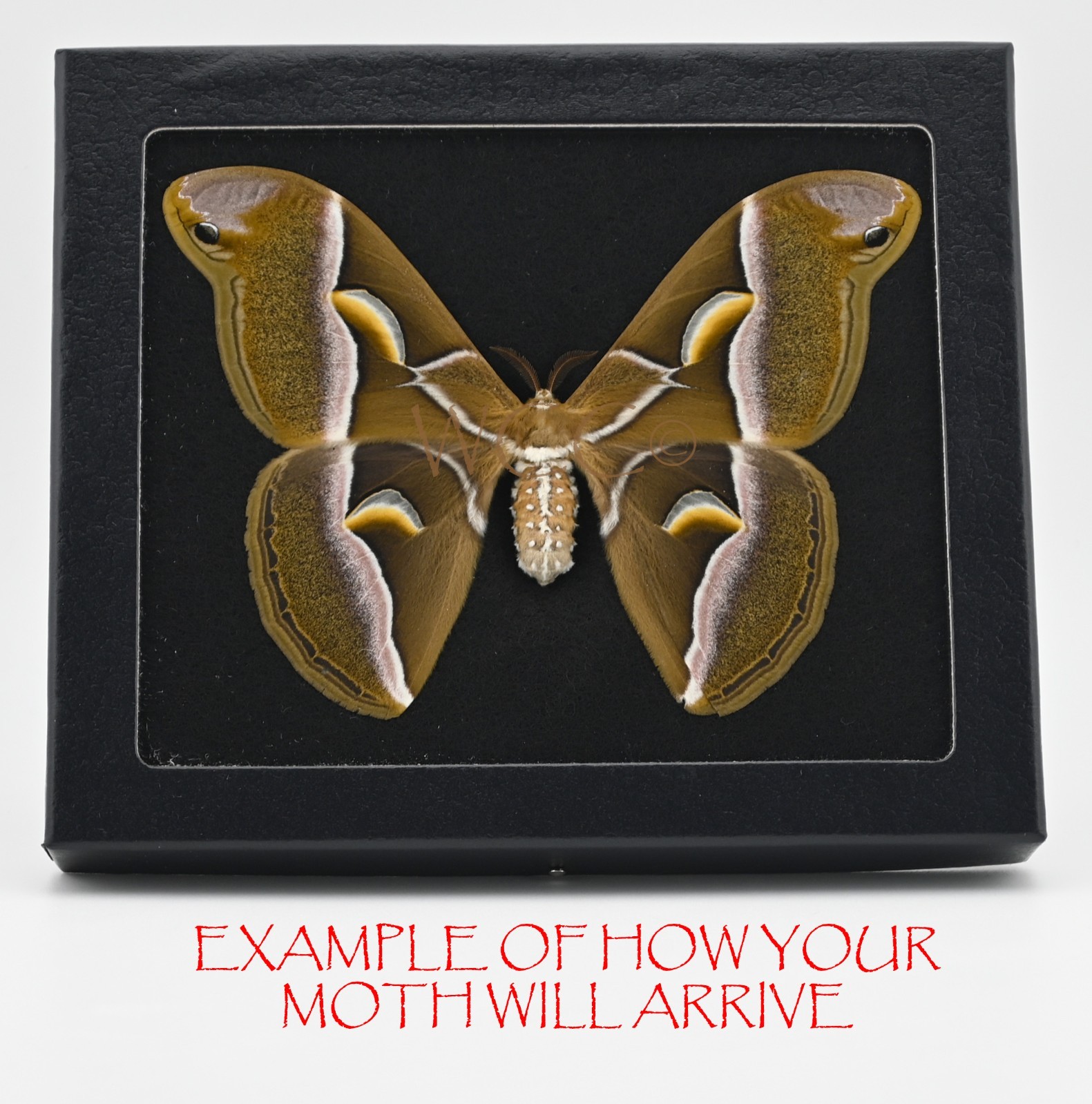 SAMIA CYNTHIA MOTH SPREAD  A+++ QUALITY  (PLS READ DESCRIPTION)