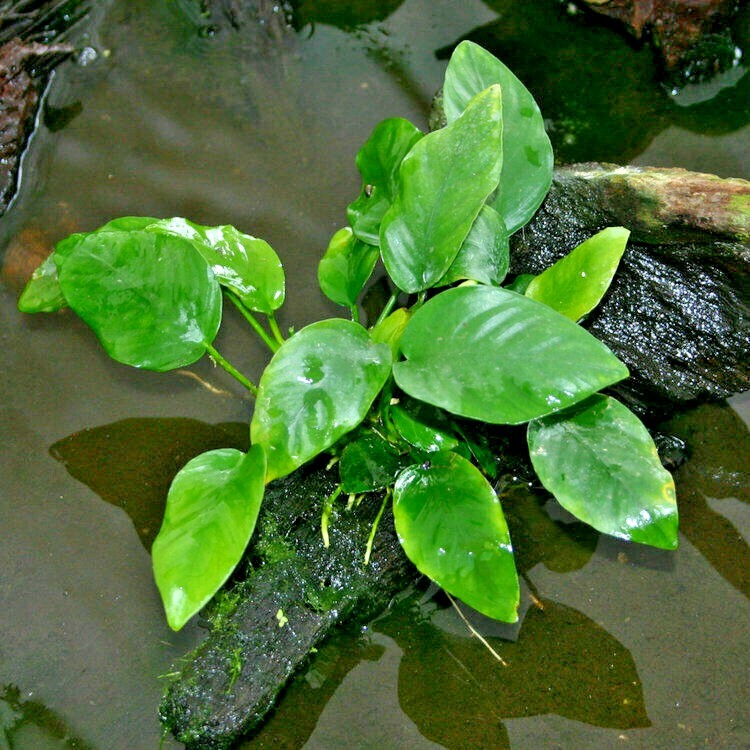 *BUY 2 GET 1 FREE* Anubias Barteri Round Leaf Easy Live Aquarium Plants ✅