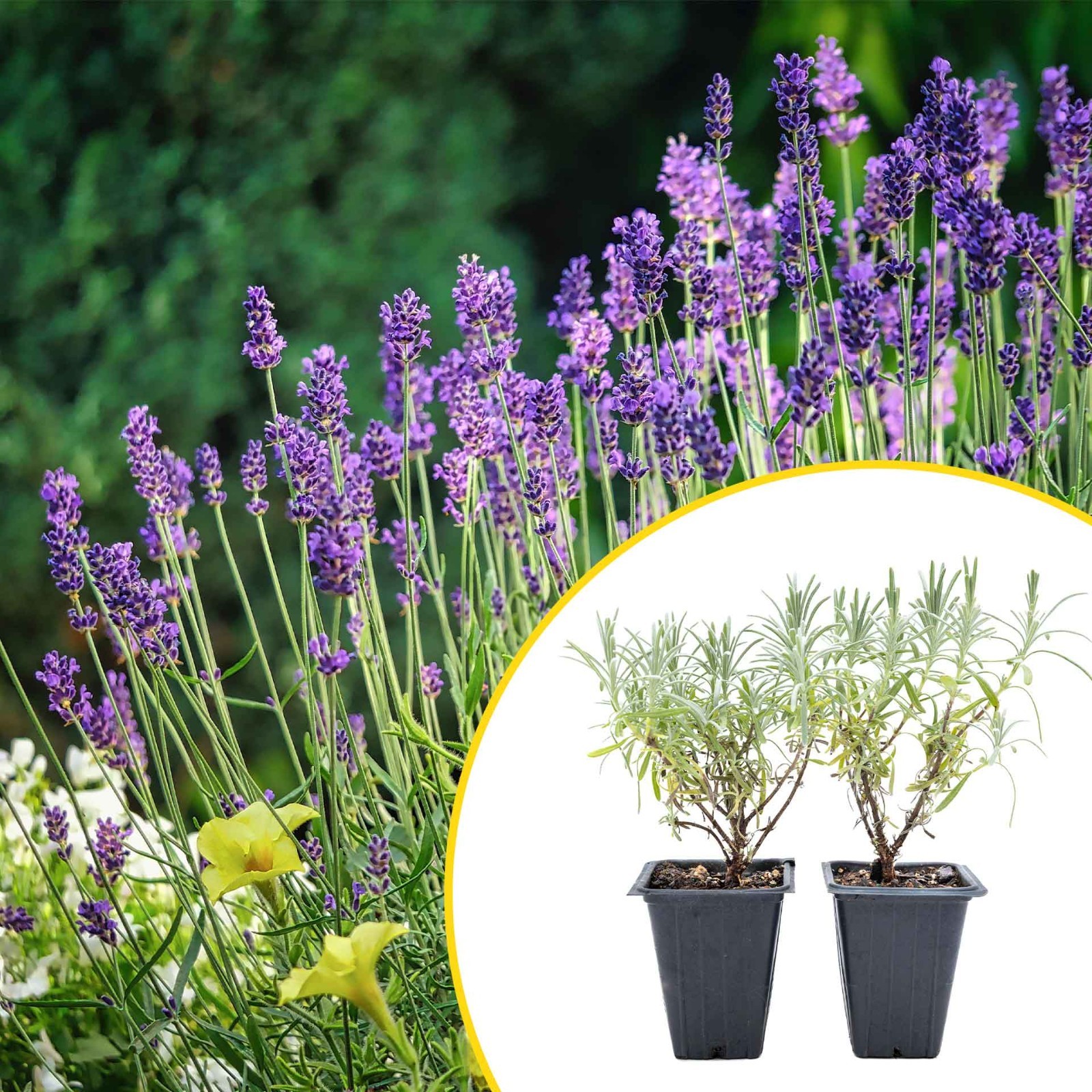 2 Grosso Lavender, Live Plants in 3.5\ 2 Grosso Lavender, Live Plants in 3.5\