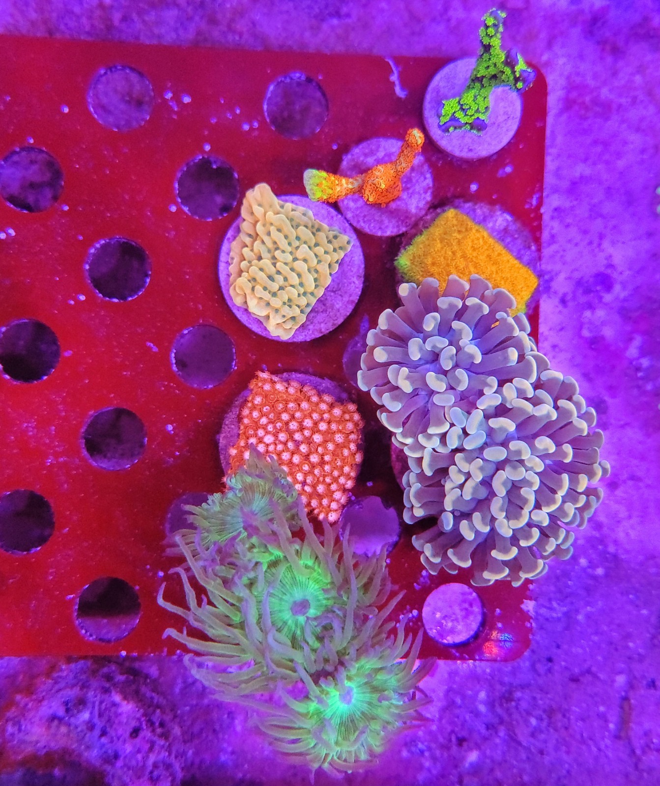 WYSIWYG Mixed Reef Pack WYSIWYG Mixed Reef Pack