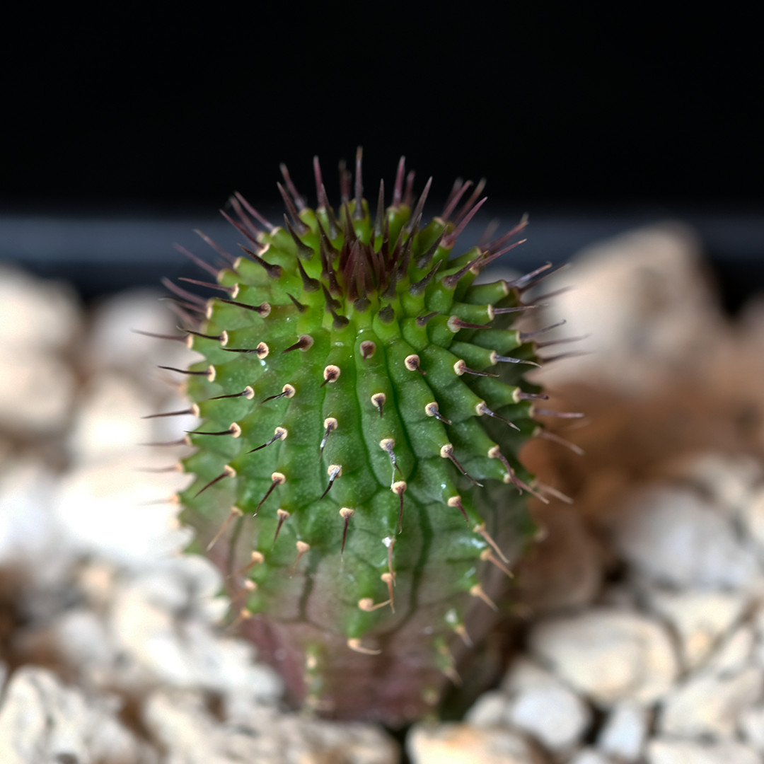 Hoodia parviflora x flava - 2.5\