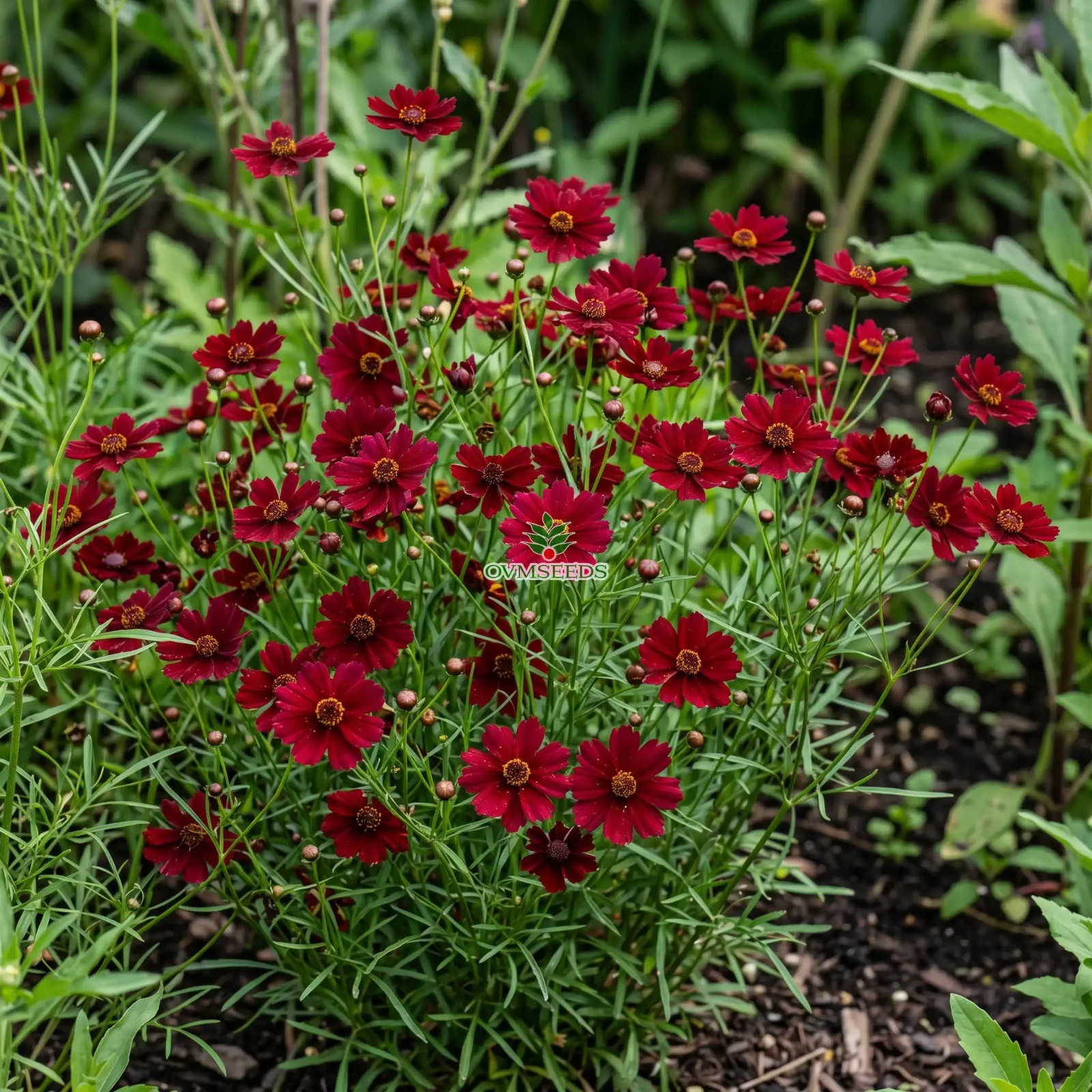 COREOPSIS RED DWARF Coreopsis Tinctoria - 5,000 Bulk Seeds