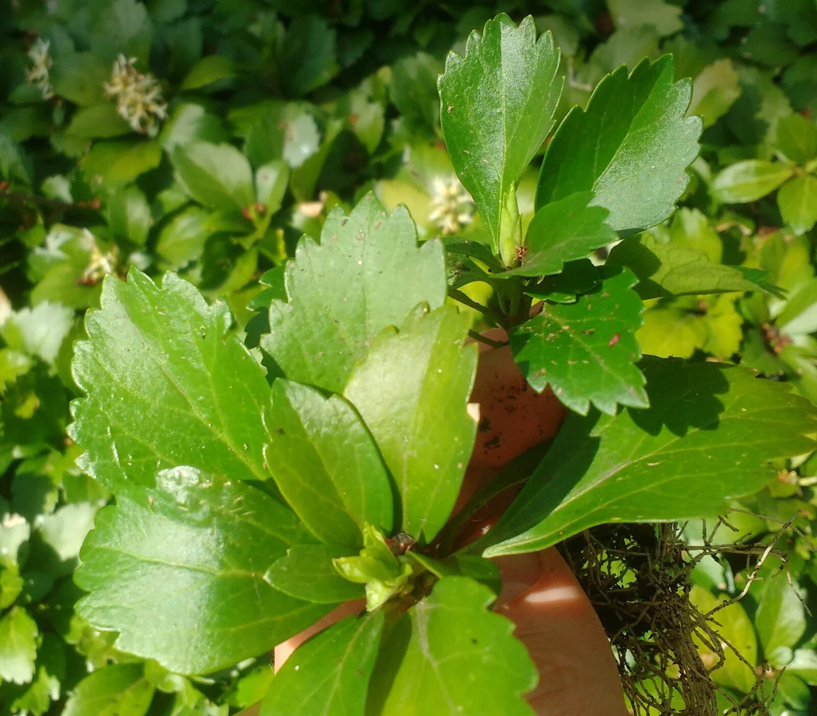 Pachysandra Terminalis 'Green Carpet' - 100 Bare Root Plants Pachysandra Terminalis 'Green Carpet' - 100 Bare Root Plants