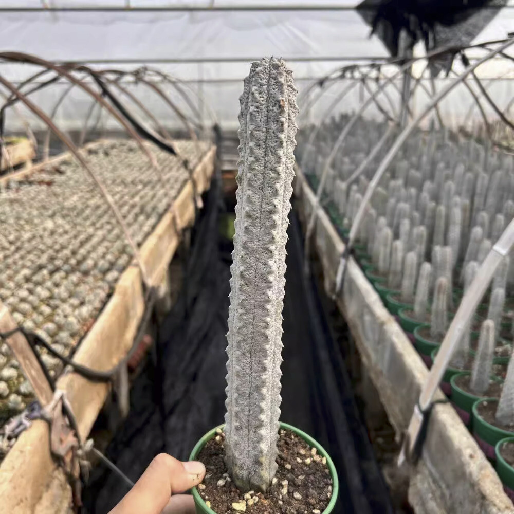 25CM Succulent Cactus Plant Euphorbia Abdelkuri Balfour Fil Grey Beautiful Plant 25CM Succulent Cactus Plant Euphorbia Abdelkuri Balfour Fil Grey Beautiful Plant