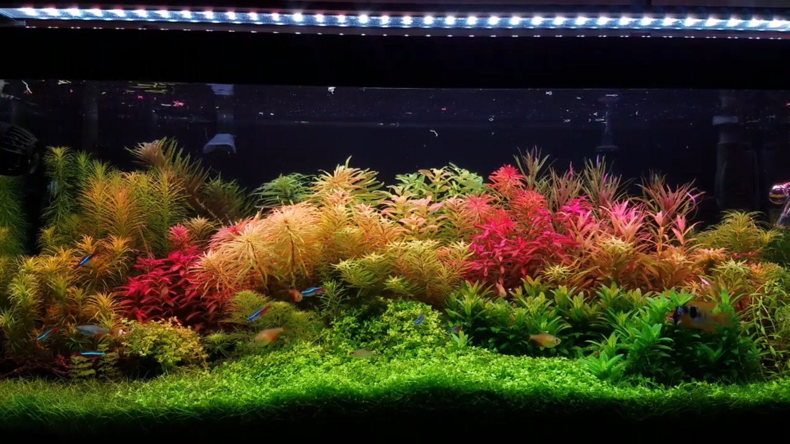 live aquarium plants 135 Stems Live Aquarium Plants PackAge Gorgeous
