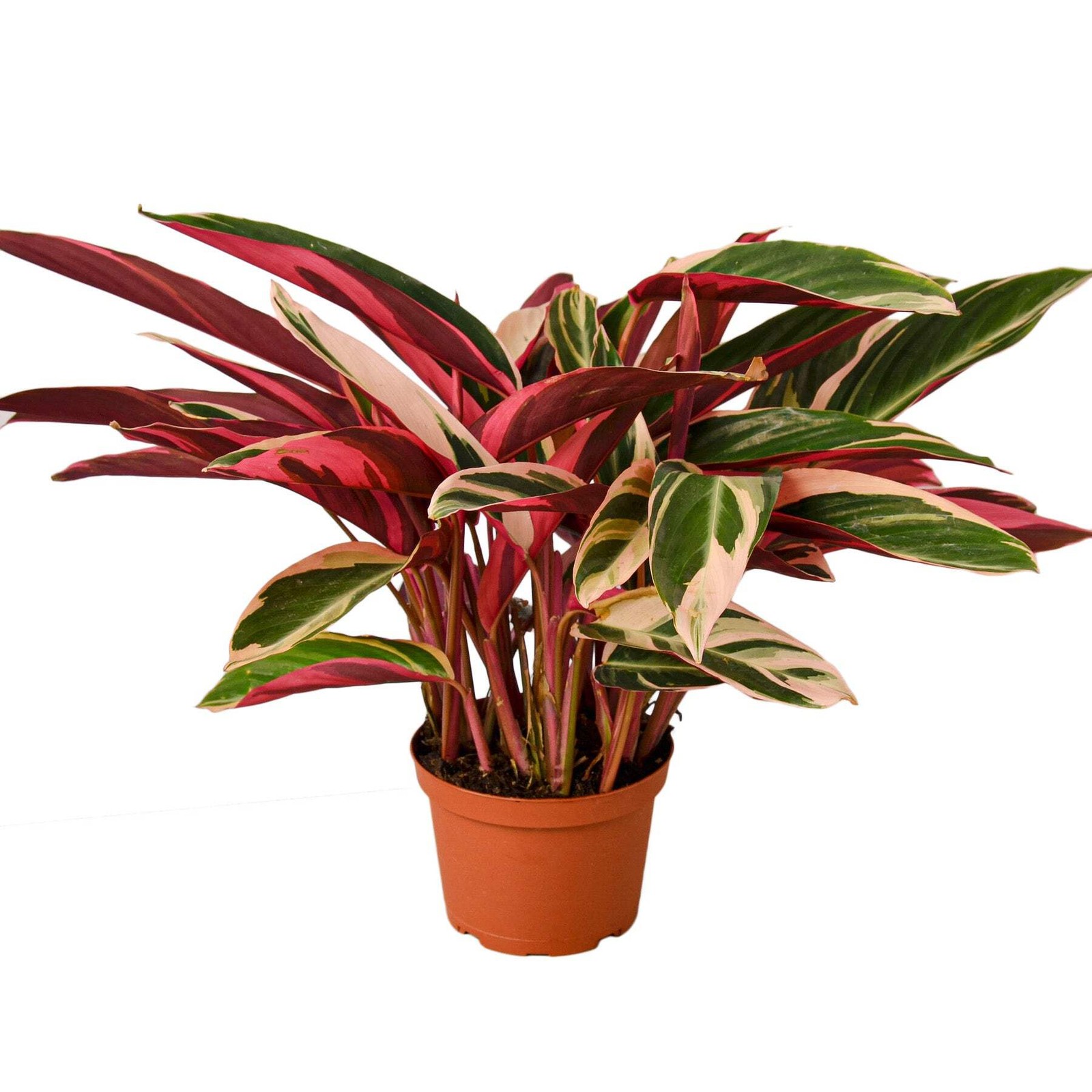 Stromanthe Triostar | Live Plant for Indoor & Outdoor Stromanthe Triostar | Live Plant for Indoor & Outdoor
