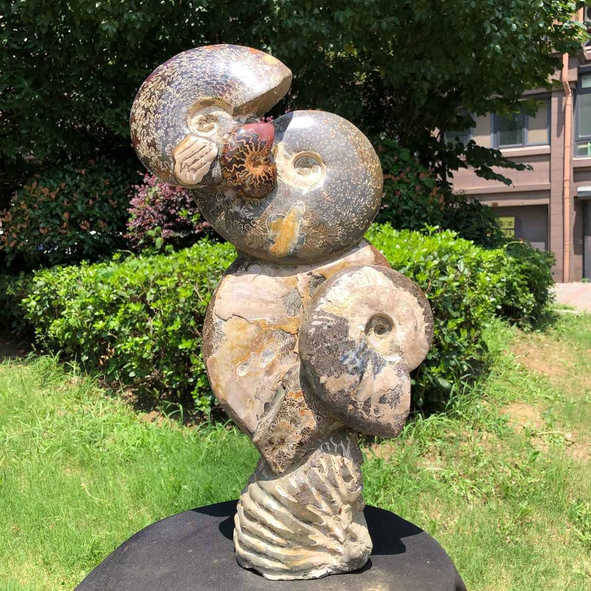 19.16LB Rarem Natural Tentacle Ammonite Fossil Specimen Shell Healing Madagas 19.16LB Rarem Natural Tentacle Ammonite Fossil Specimen Shell Healing Madagas