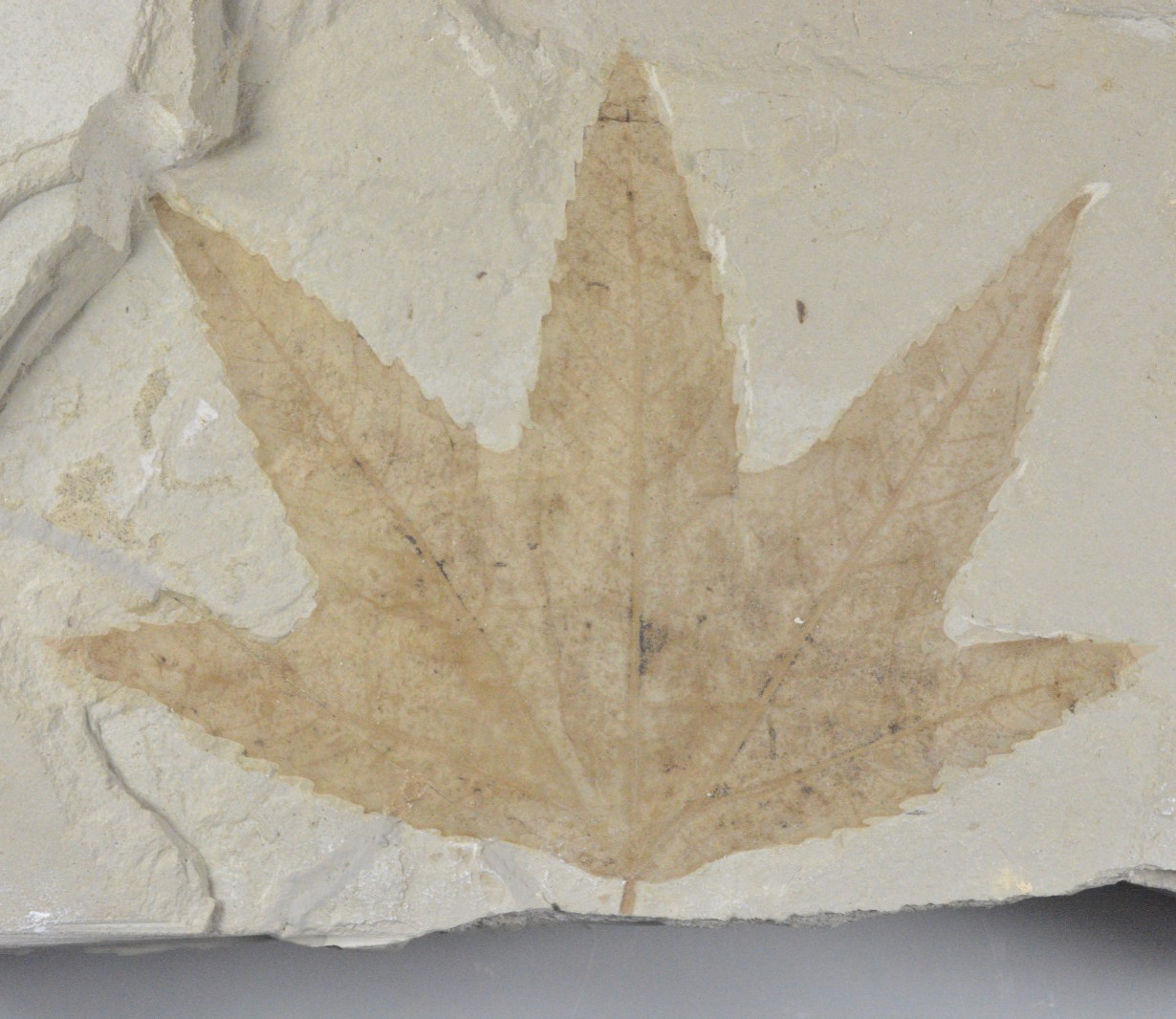 Sycamore, Macgintea wyomingensis, Leaf Fossil, Bonanza, Utah Sycamore, Macgintea wyomingensis, Leaf Fossil, Bonanza, Utah