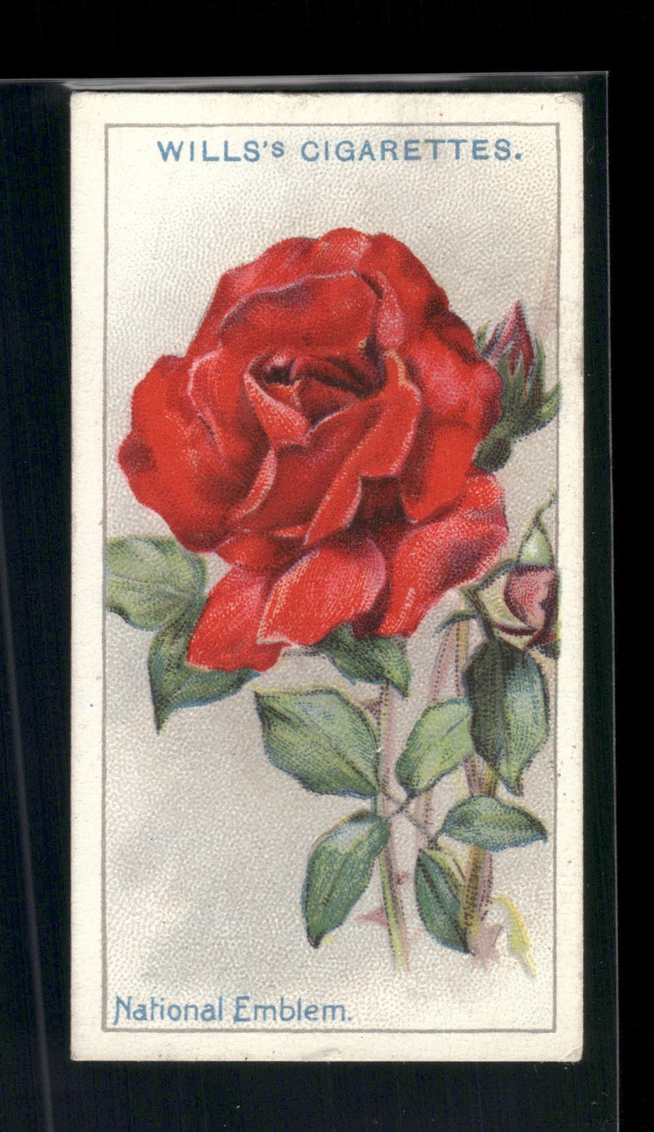 1926 Wills's Roses #44 National Emblem 1926 Wills's Roses #44 National Emblem