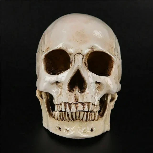 Human Skull Model Resin Life Size Anatomical Replica Medical Halloween Decor