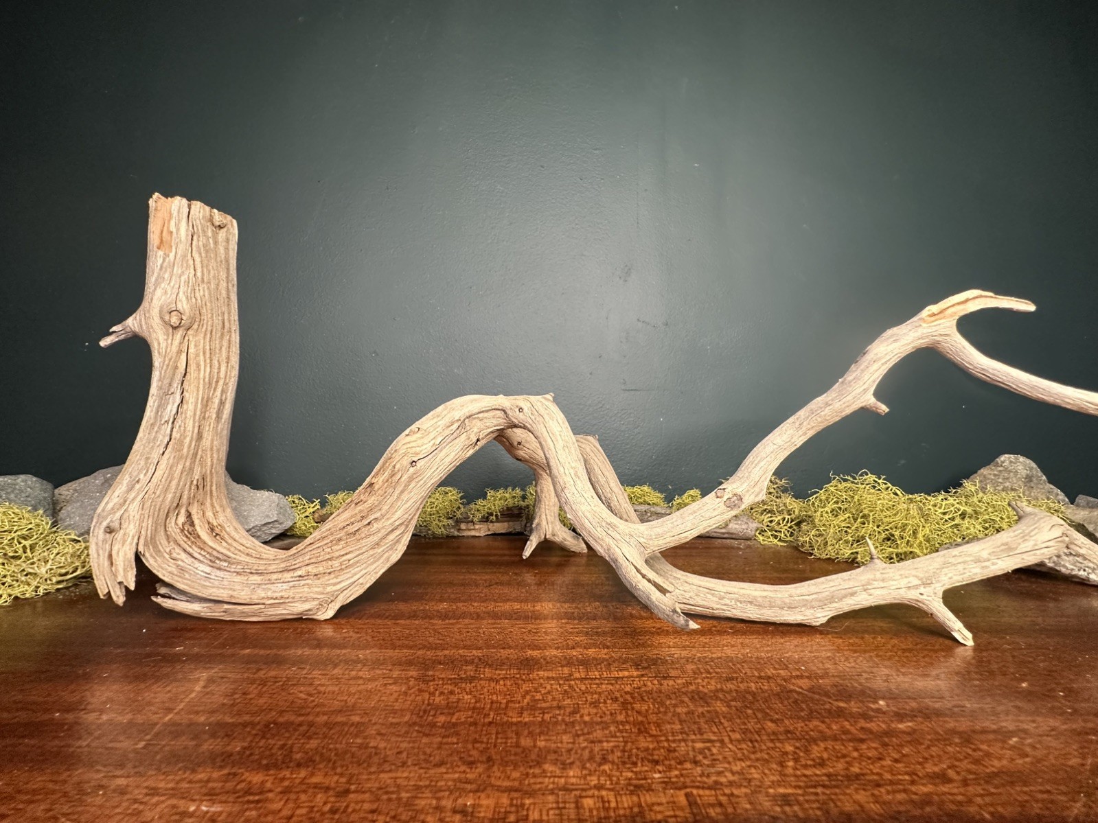 17” Manzanita Driftwood Branch, Aquarium, Terrarium, Aquascape,Home Decor 17” Manzanita Driftwood Branch, Aquarium, Terrarium, Aquascape,Home Decor
