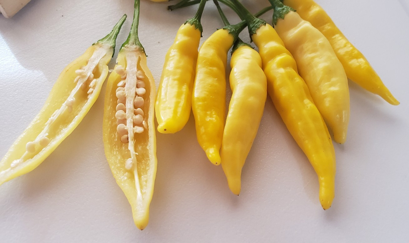 Lemon Drop / Aji Limon Pepper (25 Seeds) ,crisp and spicy