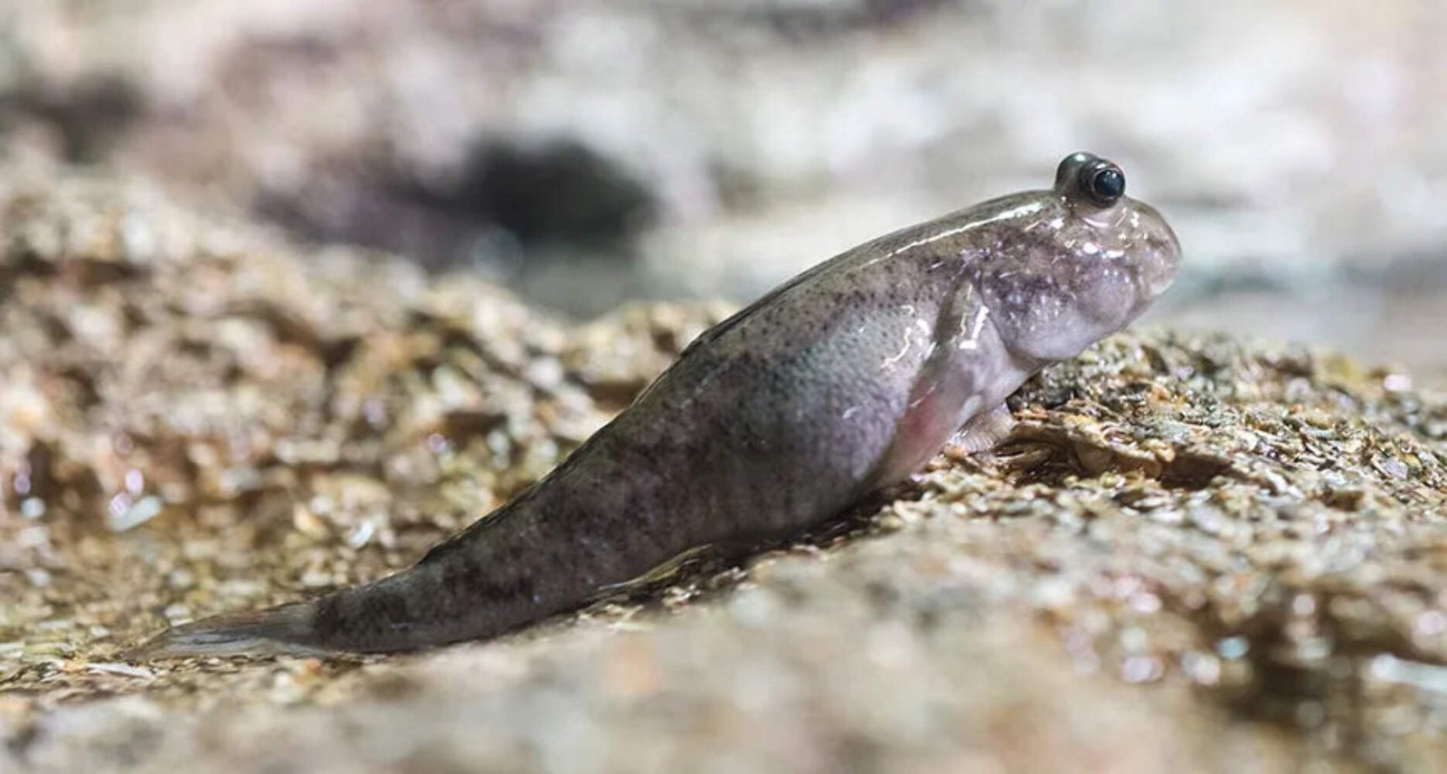 Mudskipper Boddart\'s 2 Inch Live Brackish Fish Aquarium Goby Amphibious