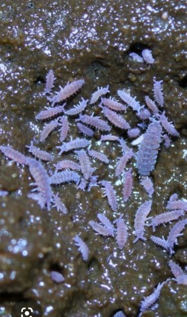200+Purple-Lilac (Ceratophysella sp.) -Soil Mix Culture-Reptile Supplies/Feeders