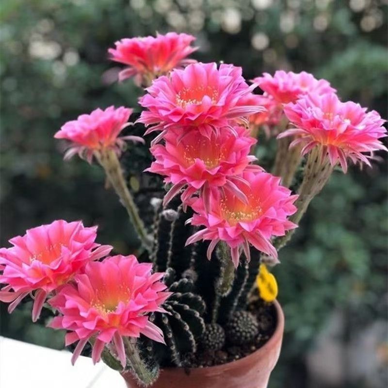 Echinopsis Schick Hybrids Fragrance Blooming Cactus Succulent Echinopsis Schick Hybrids Fragrance Blooming Cactus Succulent