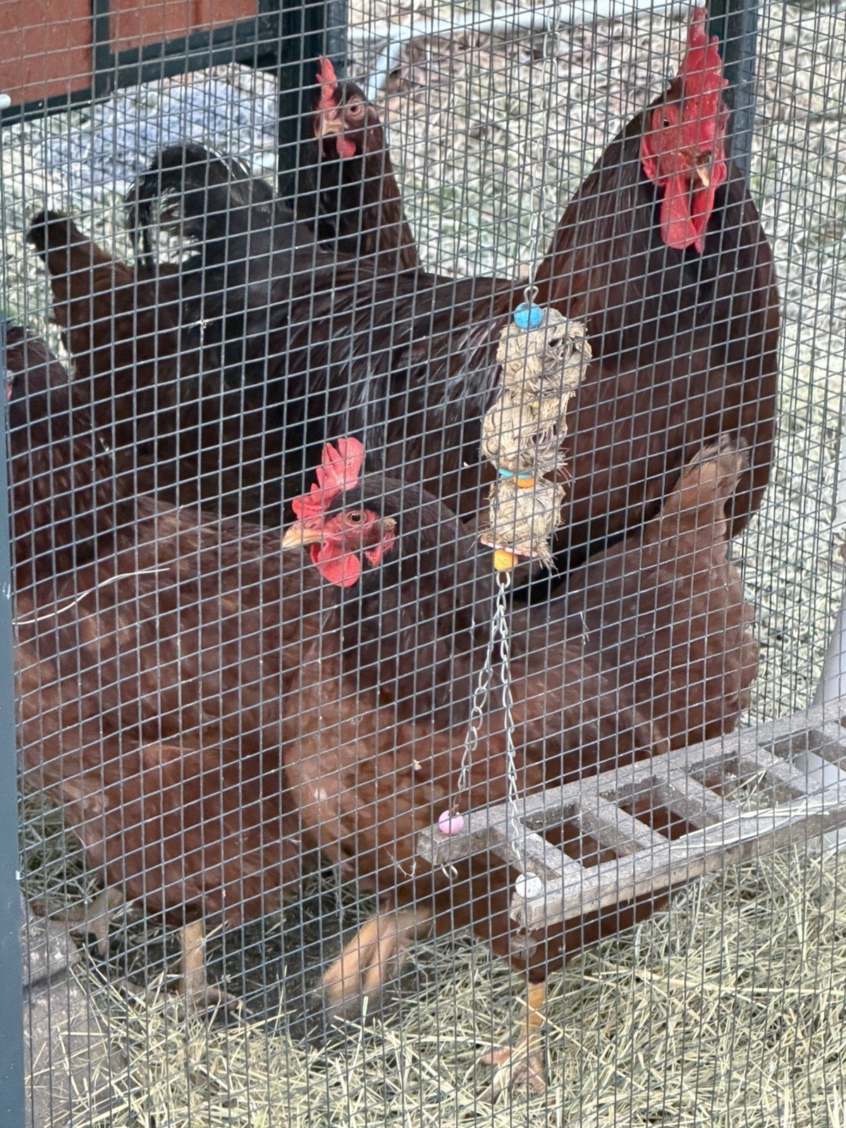 7 Rhode Island Red Hatching Eggs-Pure-bred-Incubate now for Spring laying hens