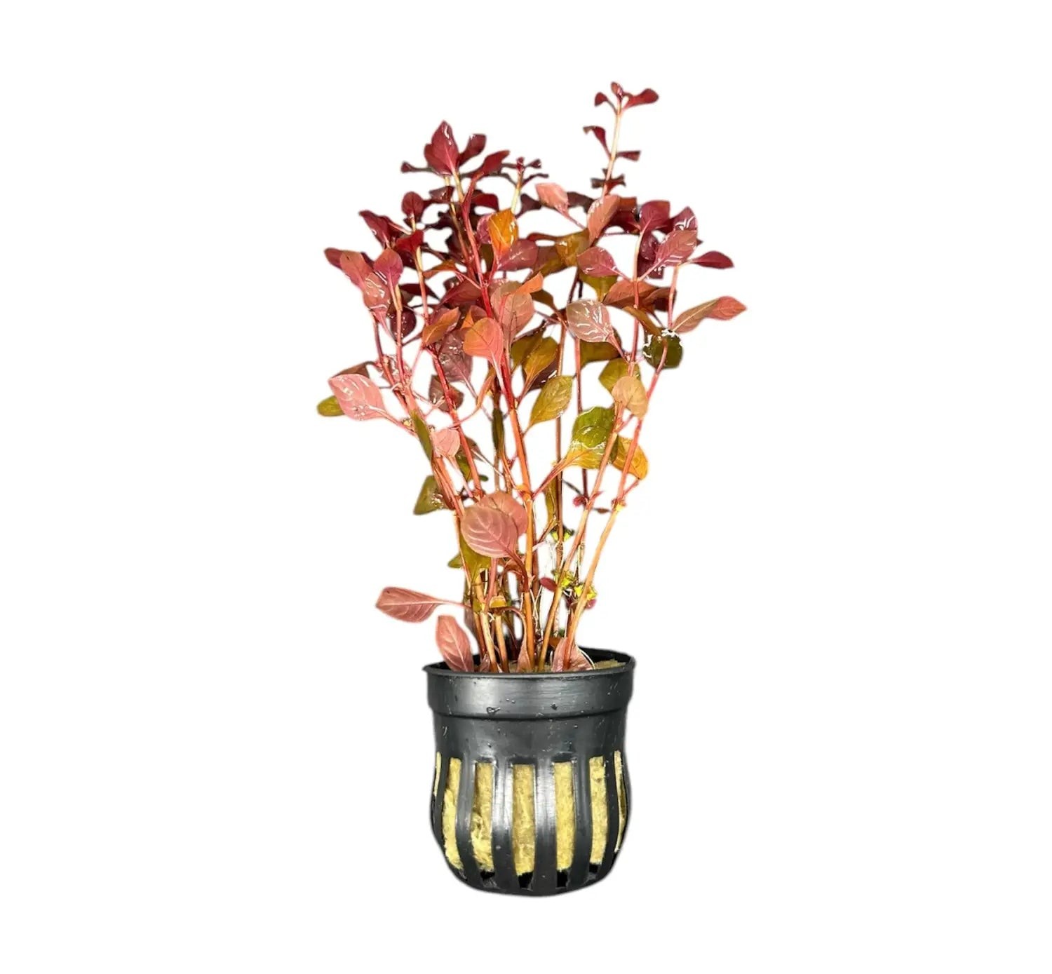 Ludwigia Sp. \'Super Red Mini\' Potted | Buy3Get1Free | Live Aquatic Plants