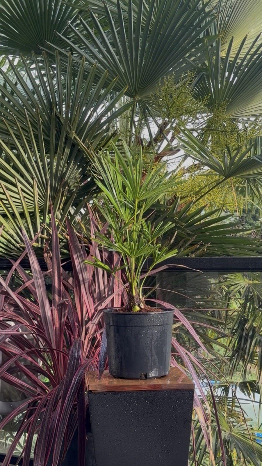 LIVE - Trachycarpus Fortunei  -10F Degrees Cold Hardy - Snow/Ice Resilient