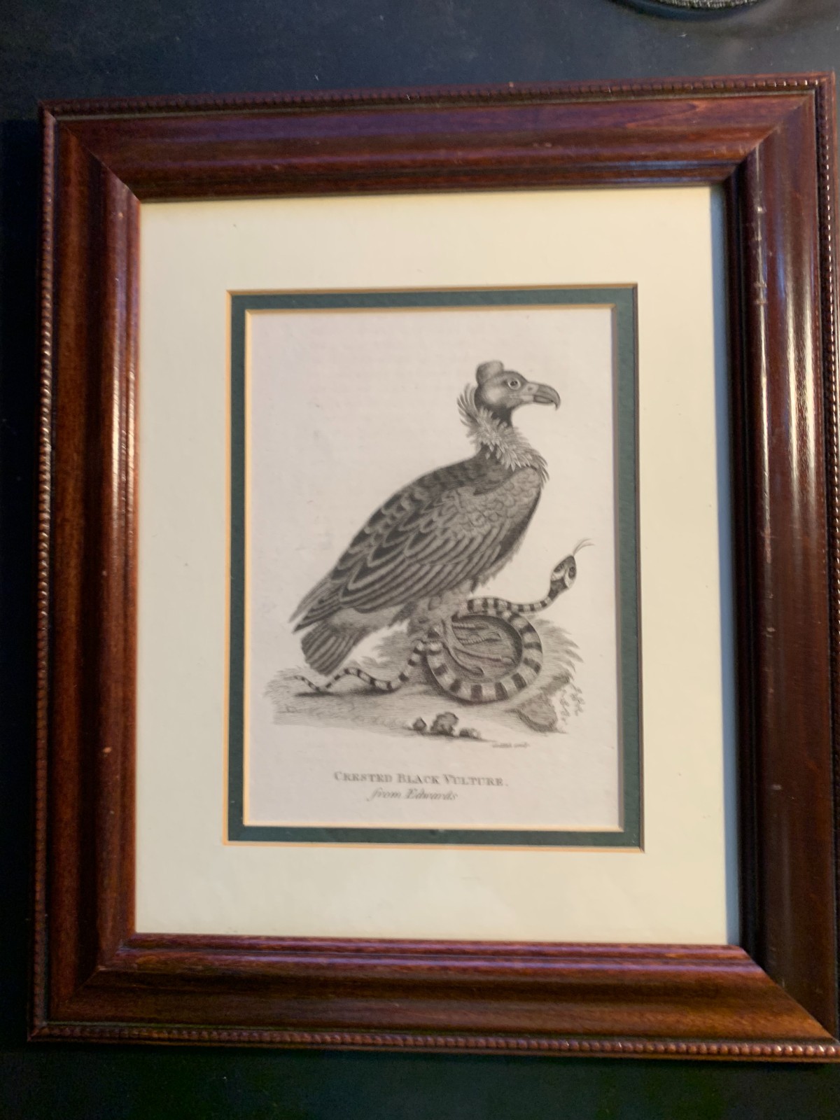 c1811 Antique Crested Black Vulture from Edwards  Engraved by Mrs. Edwards