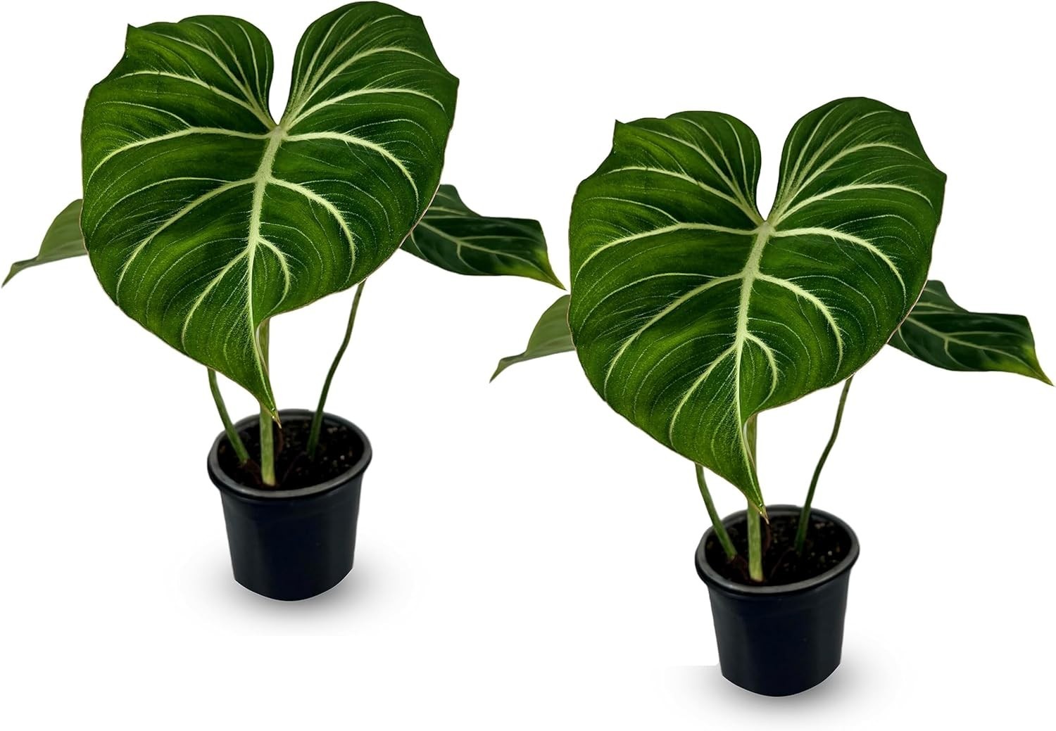 Philodendron Gloriosum Zebra (Pack of 2) | Exotic Live Green Houseplant