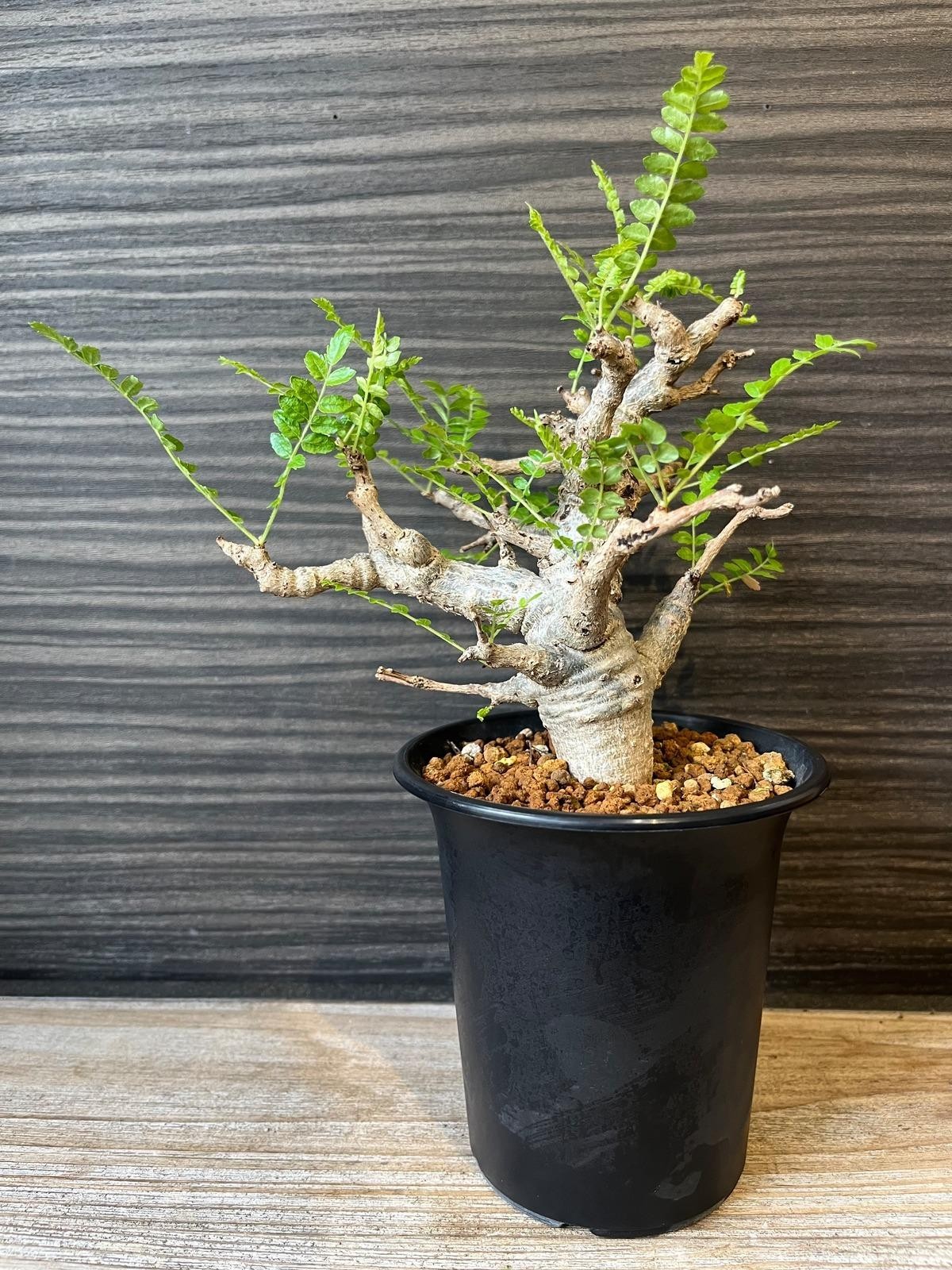 1 Boswellia Neglecta Seed Black Frankincense - Extremely Rare USA seller