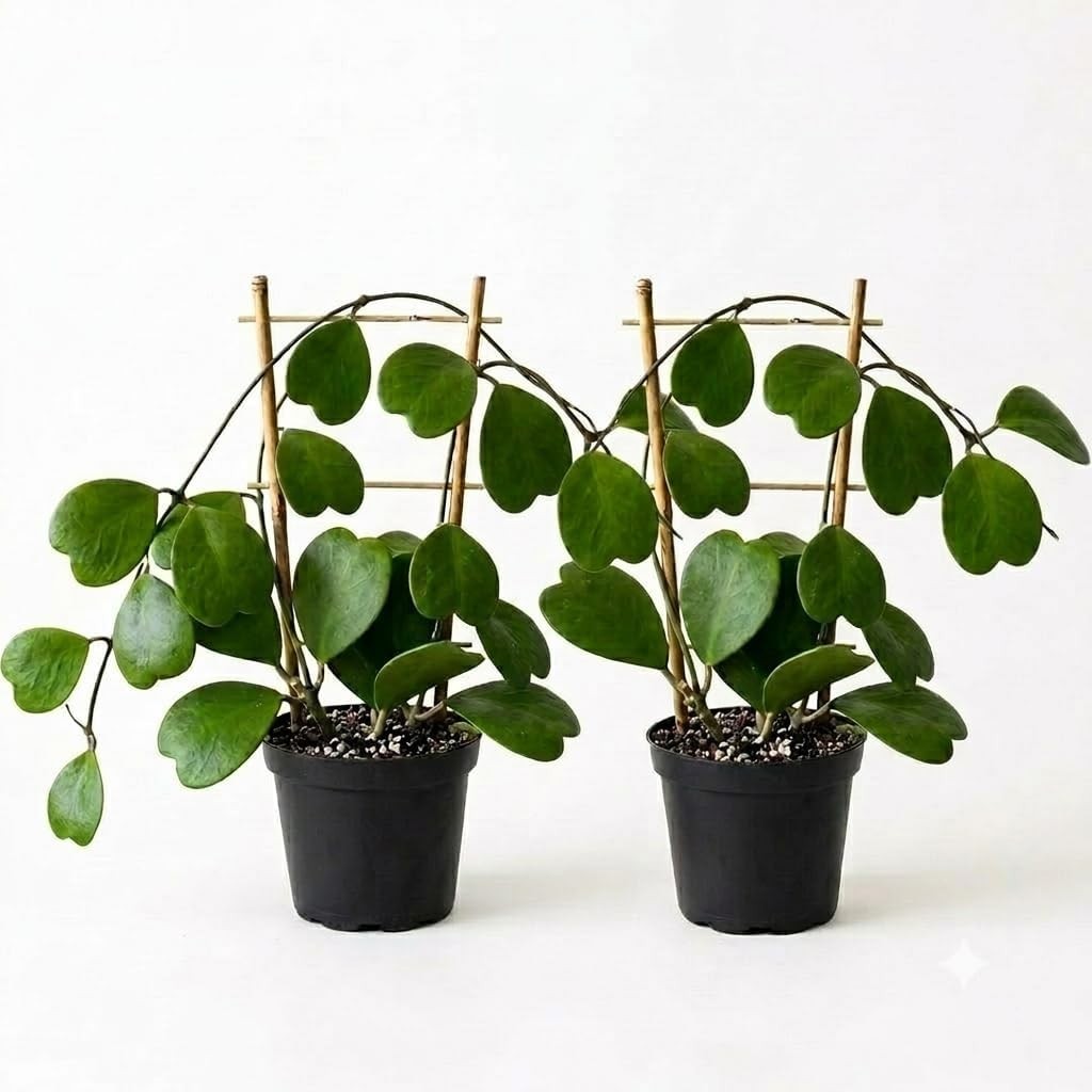 Hoya Kerrii Heart Starter Plants (2-Pack) | Partial Shade, Indoor, USDA 10