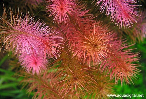 3 Stems rotala Wallichii live aquarium plants beautiful FREE S/H Rare