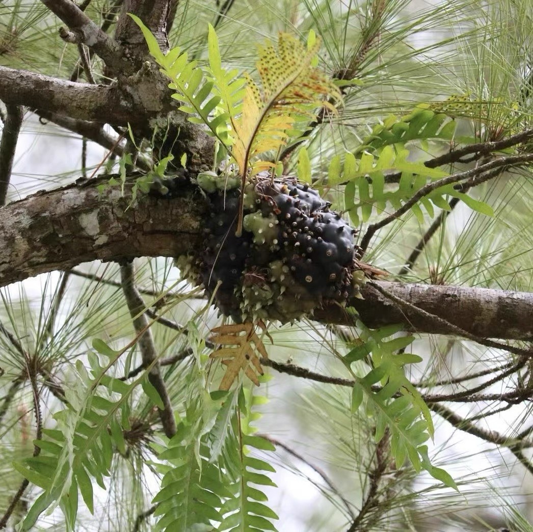 Lecanopteris sp. Ant Fern Established Plant Exact Plant
