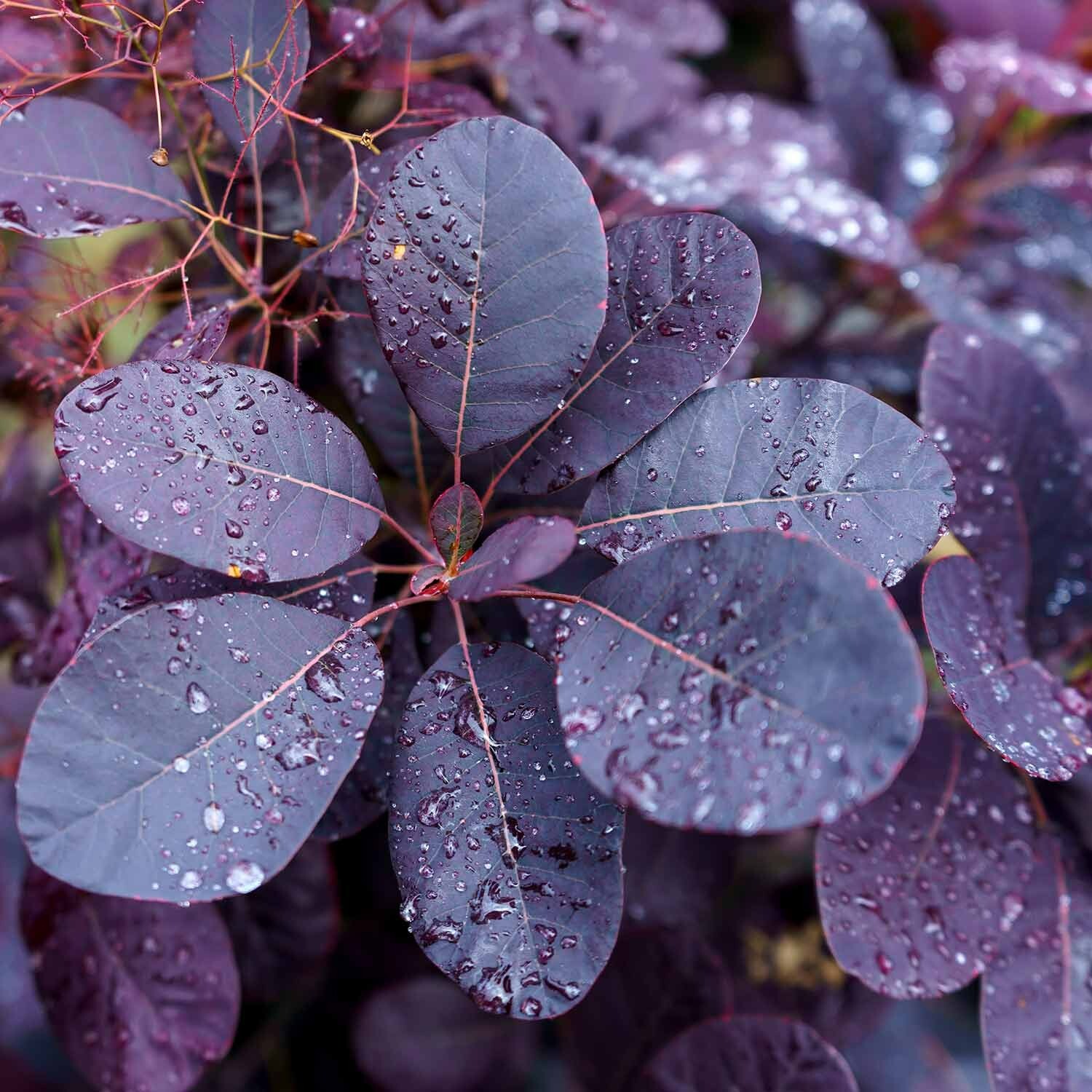 PURPLE SMOKE tree 4 PURPLE SMOKE tree 4