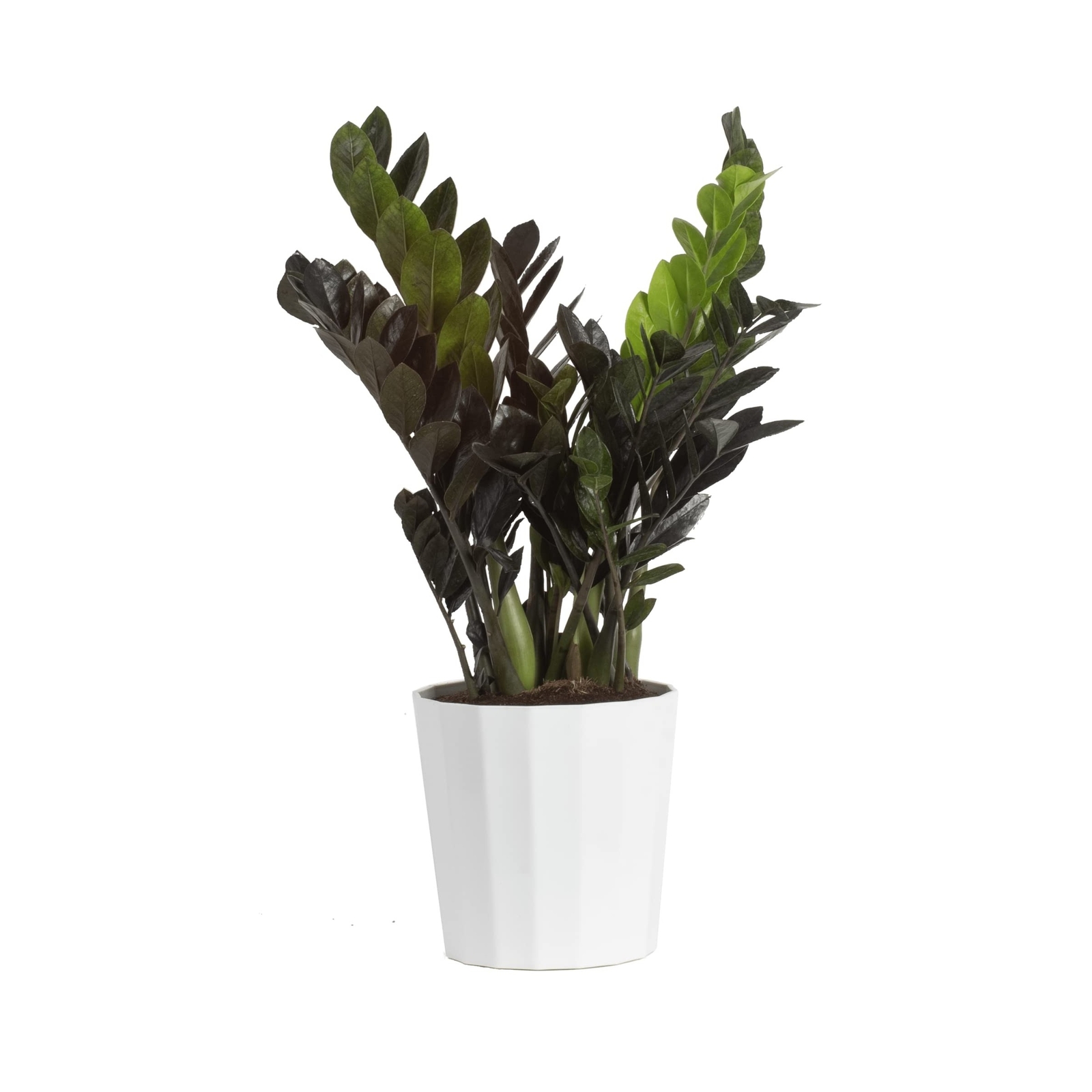Costa Farms Raven® ZZ Zamioculcas ‘Dowon’ Trending Tropicals Li Costa Farms Raven® ZZ Zamioculcas ‘Dowon’ Trending Tropicals Li