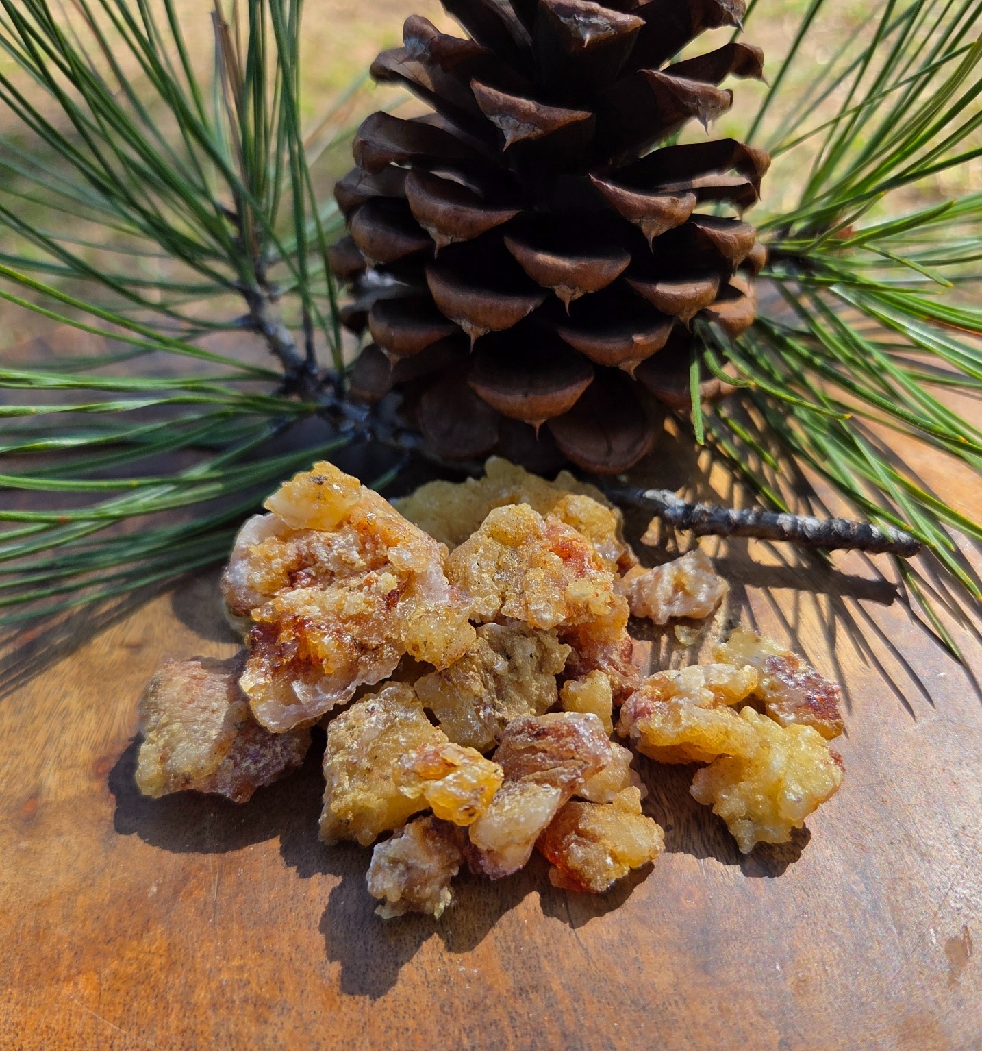 Ponderosa Pine Resin Sap Handpicked PNW Oregon 2oz 4oz 6oz 16oz 100% Natural