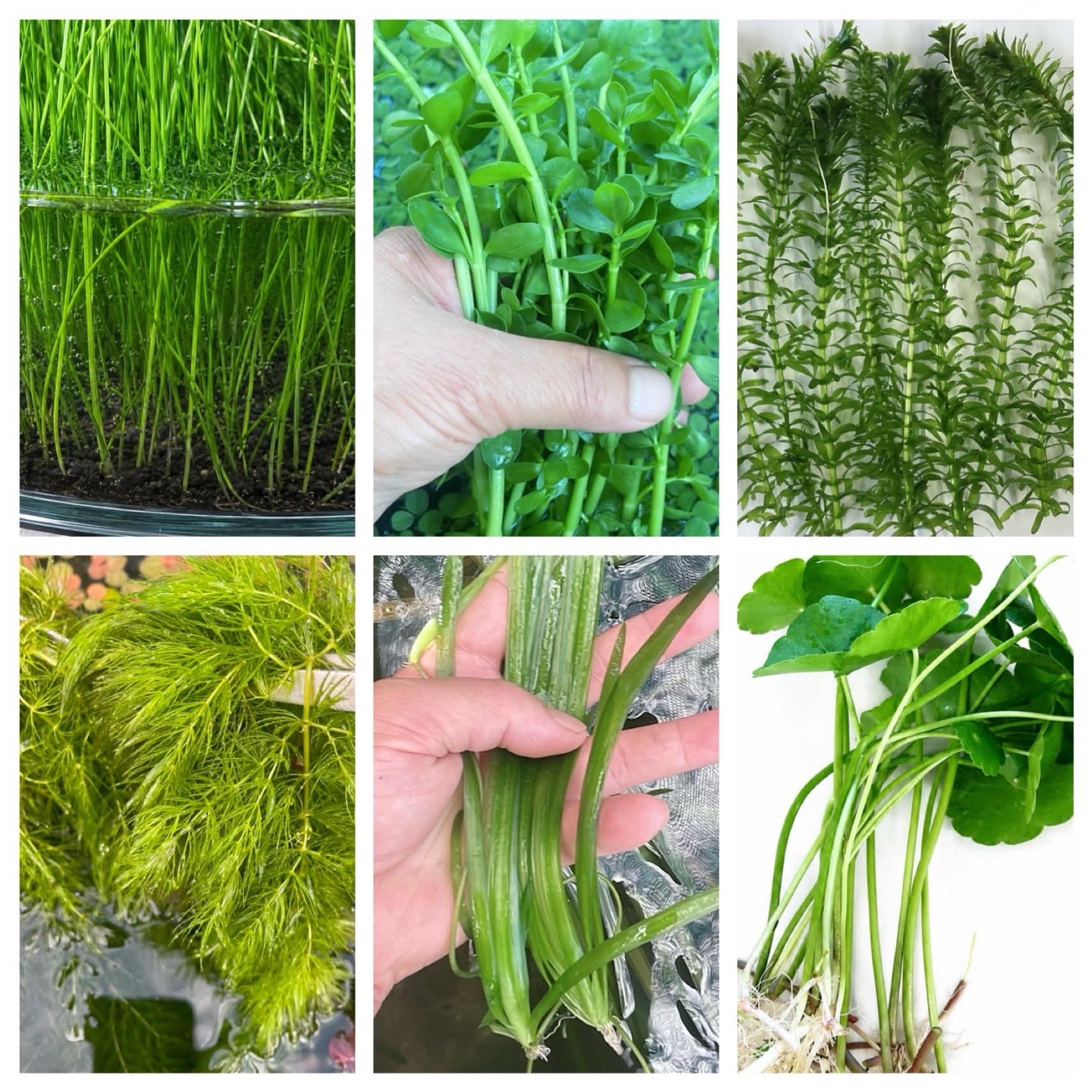 Beginner Live Aquarium Plant Bundle Live Aquarium  (35+ Stems)BUY 2 GET 1 FREE