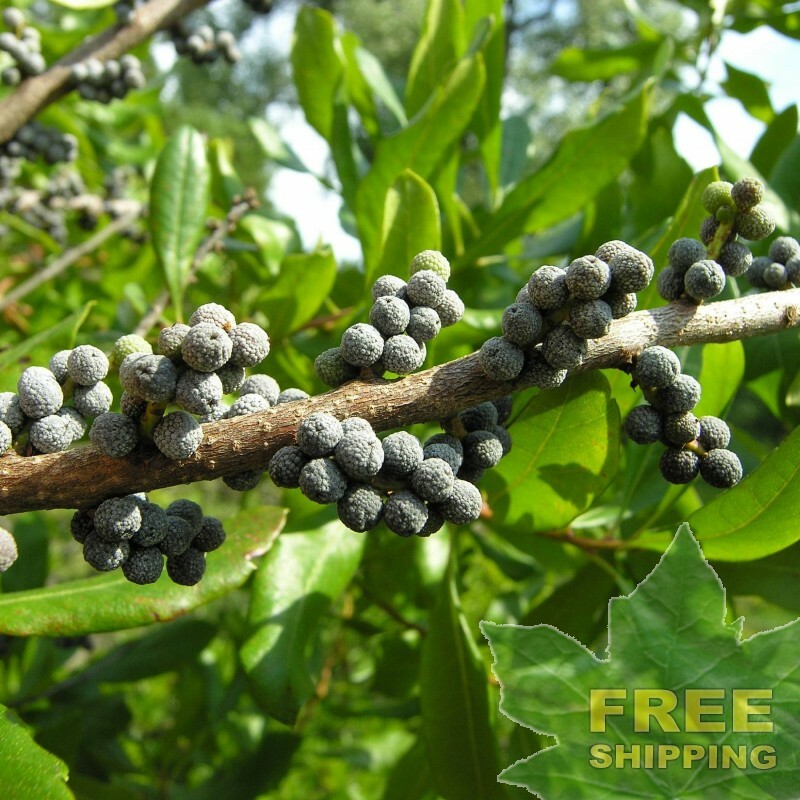 WAX MYRTLE SOUTHERN Myrica Cerifera - 25 SEEDS. FREE S&H (PROMO)
