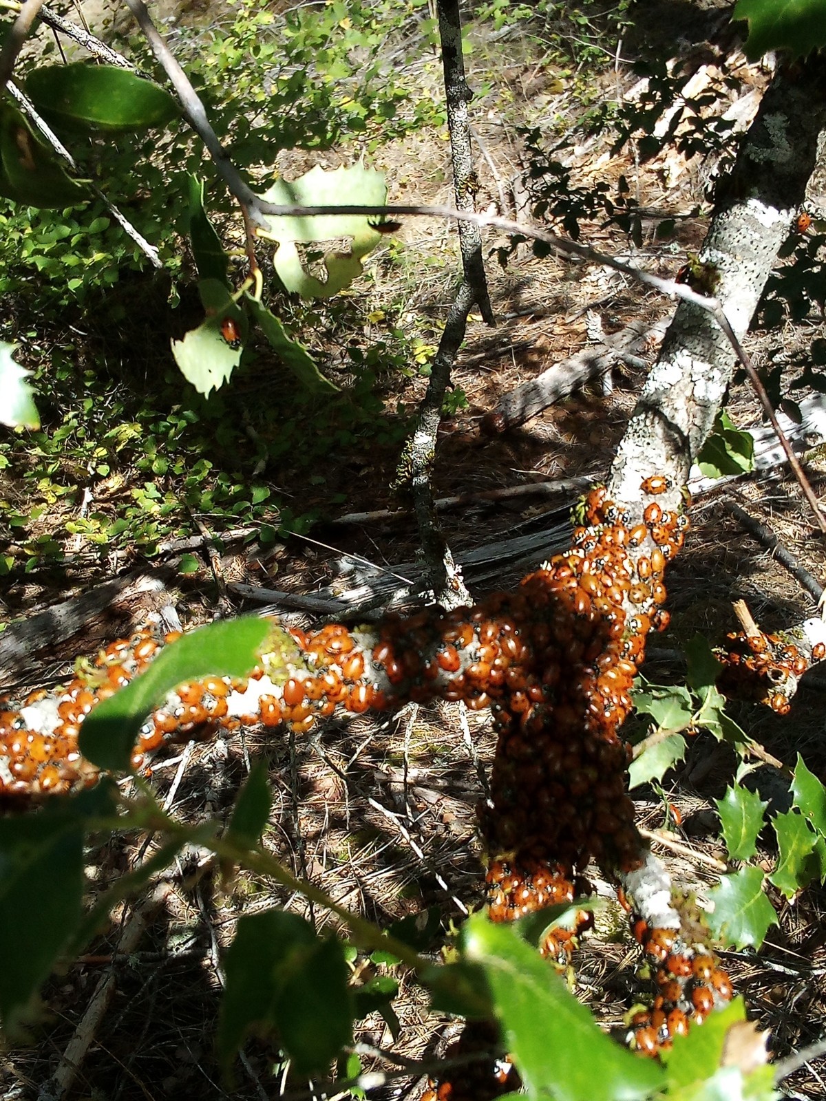 Live Ladybugs  ( 1500)  For Greenhouse, Hydroponics, Herds, Vegetables, Flowers.