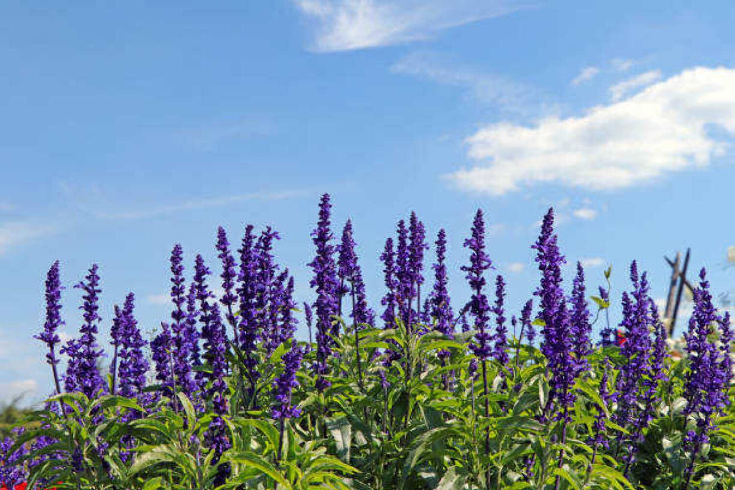 150 BLUE SAGE SEEDS | SALE NON GMO 150 BLUE SAGE SEEDS | SALE NON GMO