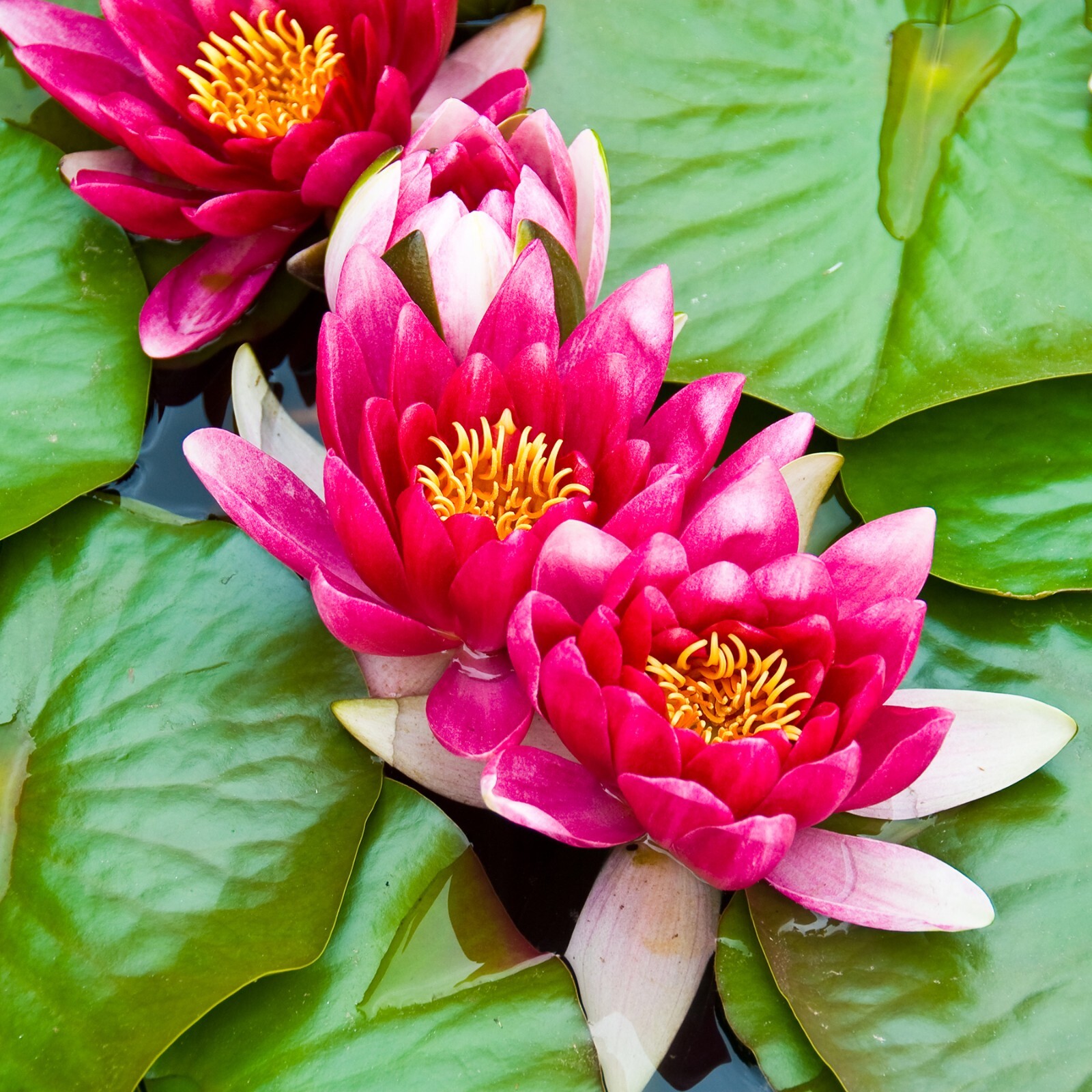 Asst Color Live Hardy Water Lily Tubers  Aquatic Pond Plants Lilies