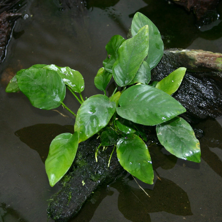 *BUY 2 GET 1 FREE* Anubias Barteri Easy Live Aquarium Plants Betta Fish Plants ✅