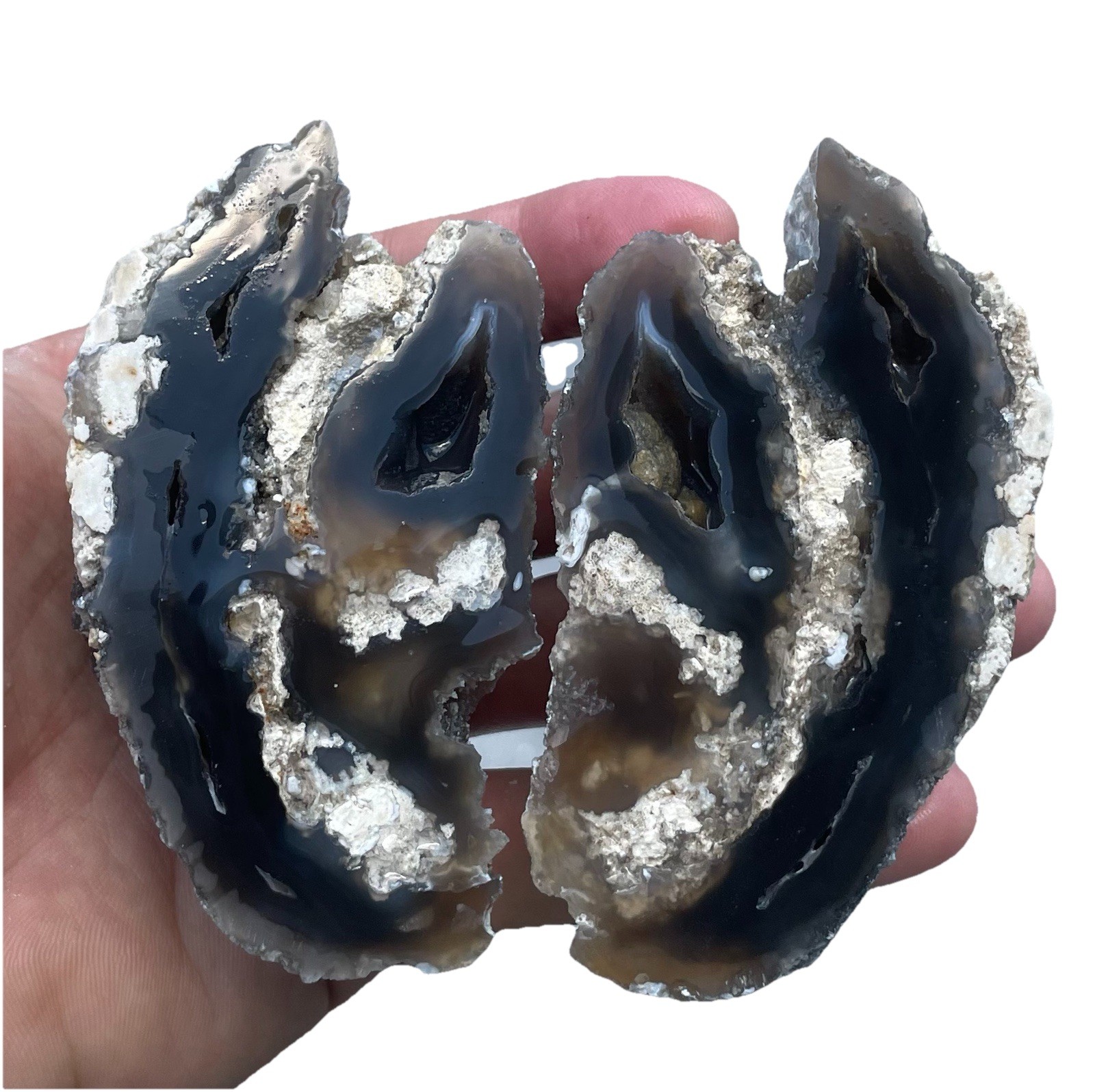 Agatized Corral Geode Tampa Bay Florida 2 Piece Geode Split Agatized Corral Geode Tampa Bay Florida 2 Piece Geode Split