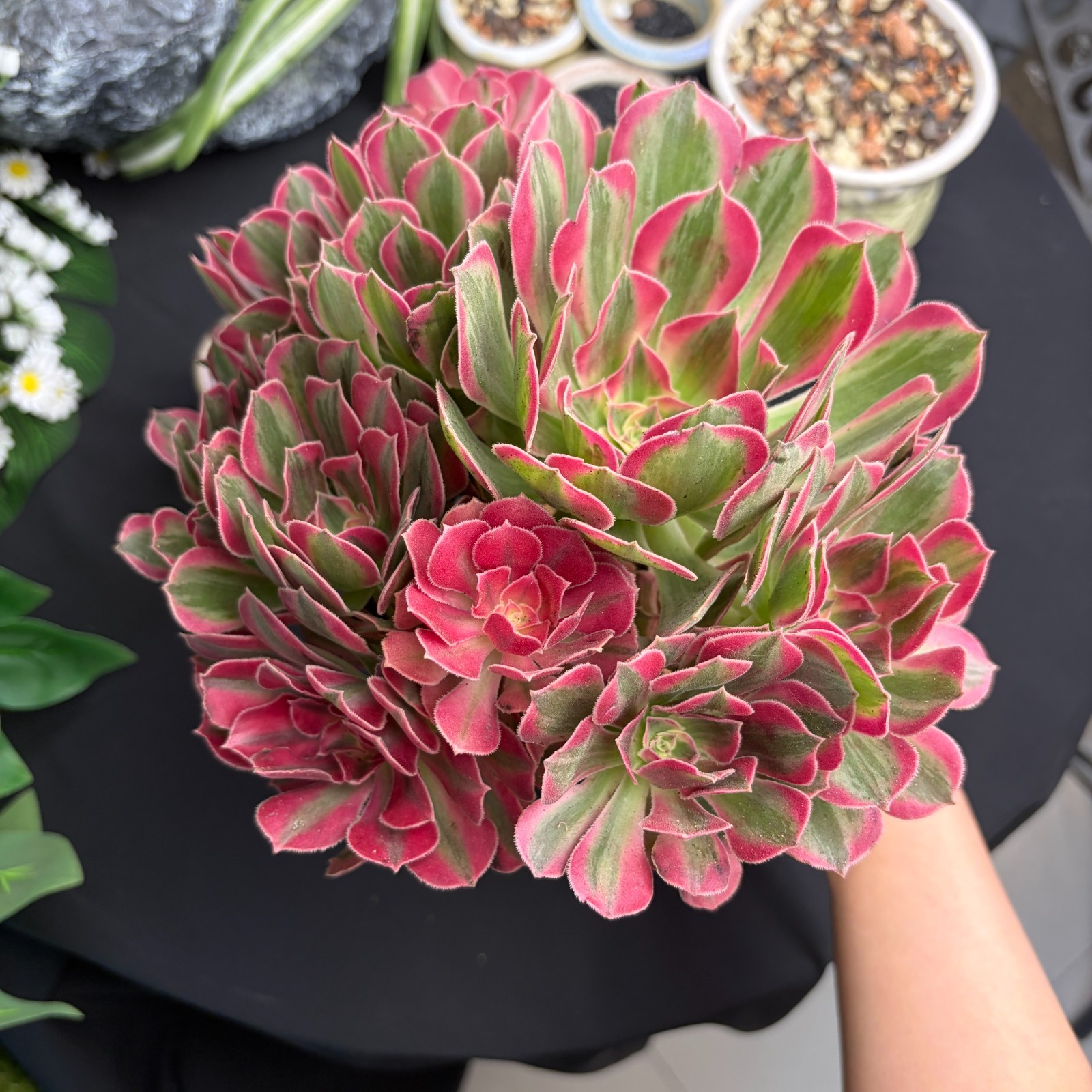 Rare  Succulents Large Aeonium ‘Huayang Nianhua’ Variegated - Live Plants
