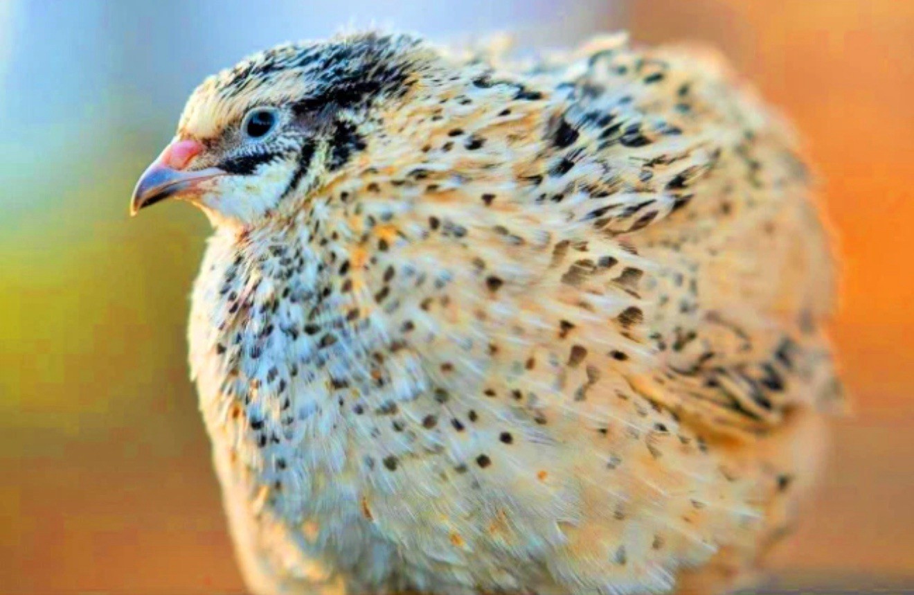 30 Showline Jumbo Coturnix Quail Hatching Eggs – Rare Colors & Premium Genetics