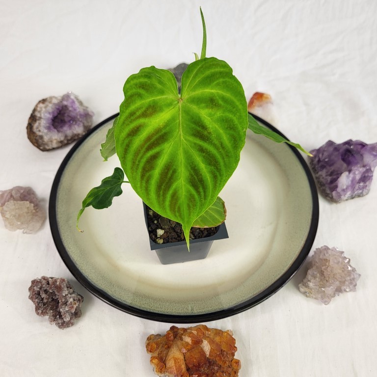 Philodendron Verrucosum 2.5\ Philodendron Verrucosum 2.5\