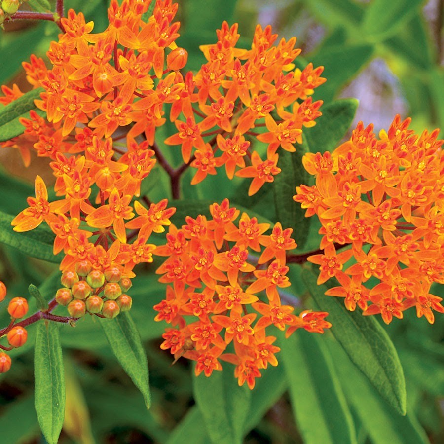 Butterfly Weed Seeds, Orange Milkweed, Pleurisy Root, Pollinators, Butterfly Weed Seeds, Orange Milkweed, Pleurisy Root, Pollinators,